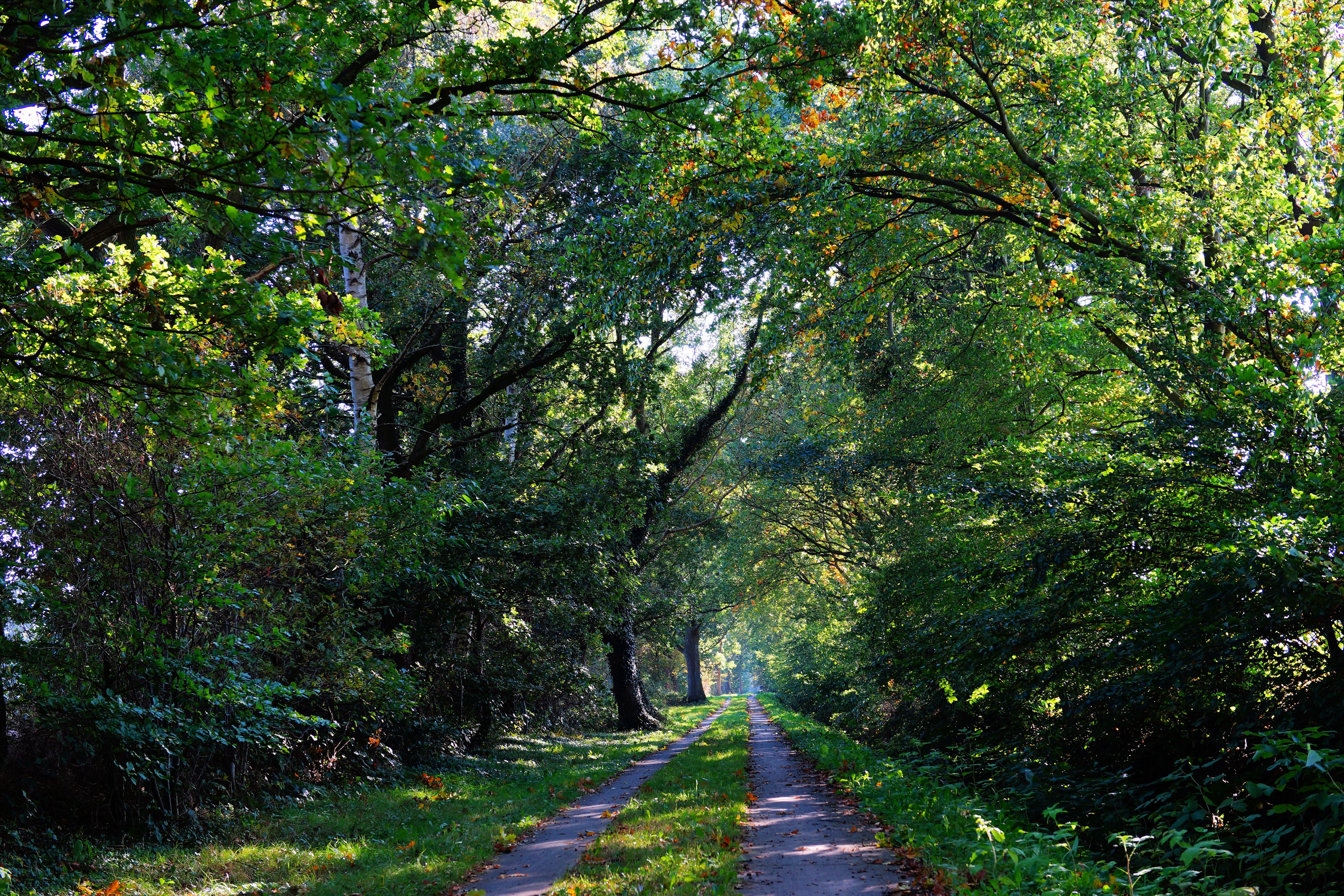season, sunlight, tranquility, walking, environment, park - Man Made Space, land, leaf, landscape, treelined, backgrounds, grass, direction, trees, footpath, HD Wallpaper
