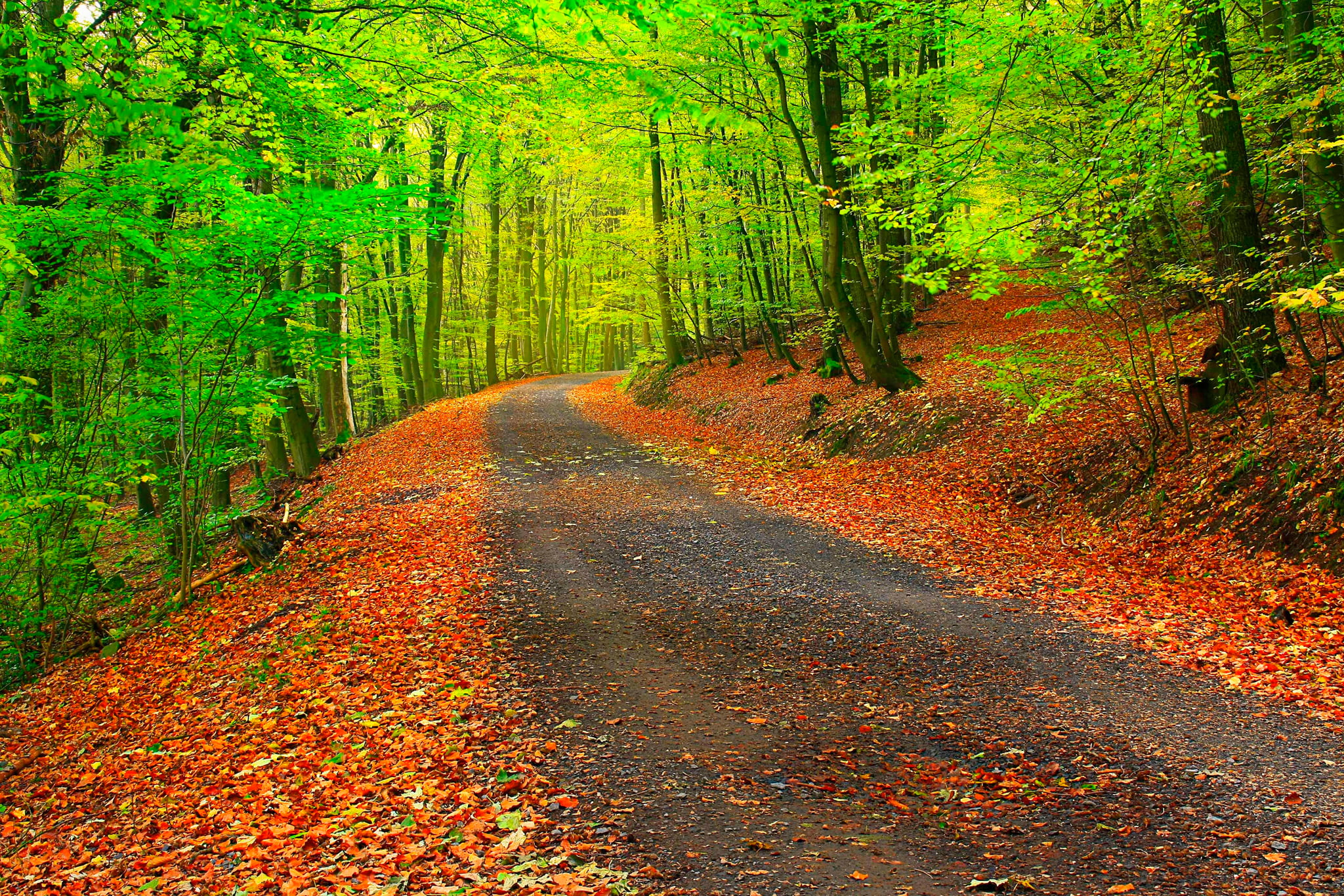 tranquil Scene, colors, red, woodland, scenics - nature, path, diminishing perspective, tree, autumn, footpath, bush, rural Scene, scenics, transportation, HD Wallpaper