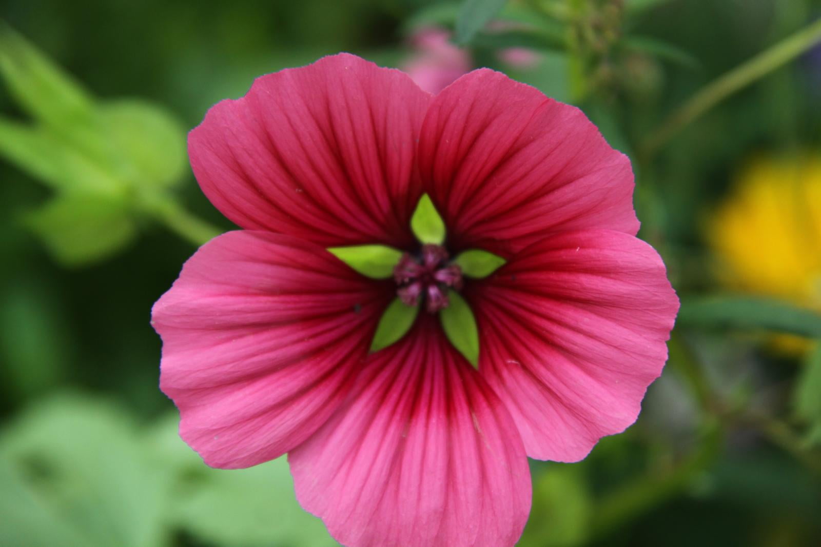 topiary, photography, Canon, Rooms, petal, close-up, Chipping  Campden, 720P, Arts  Crafts, nature, English, Borders, flower Head, plant, red, trees, 50D, HD Wallpaper
