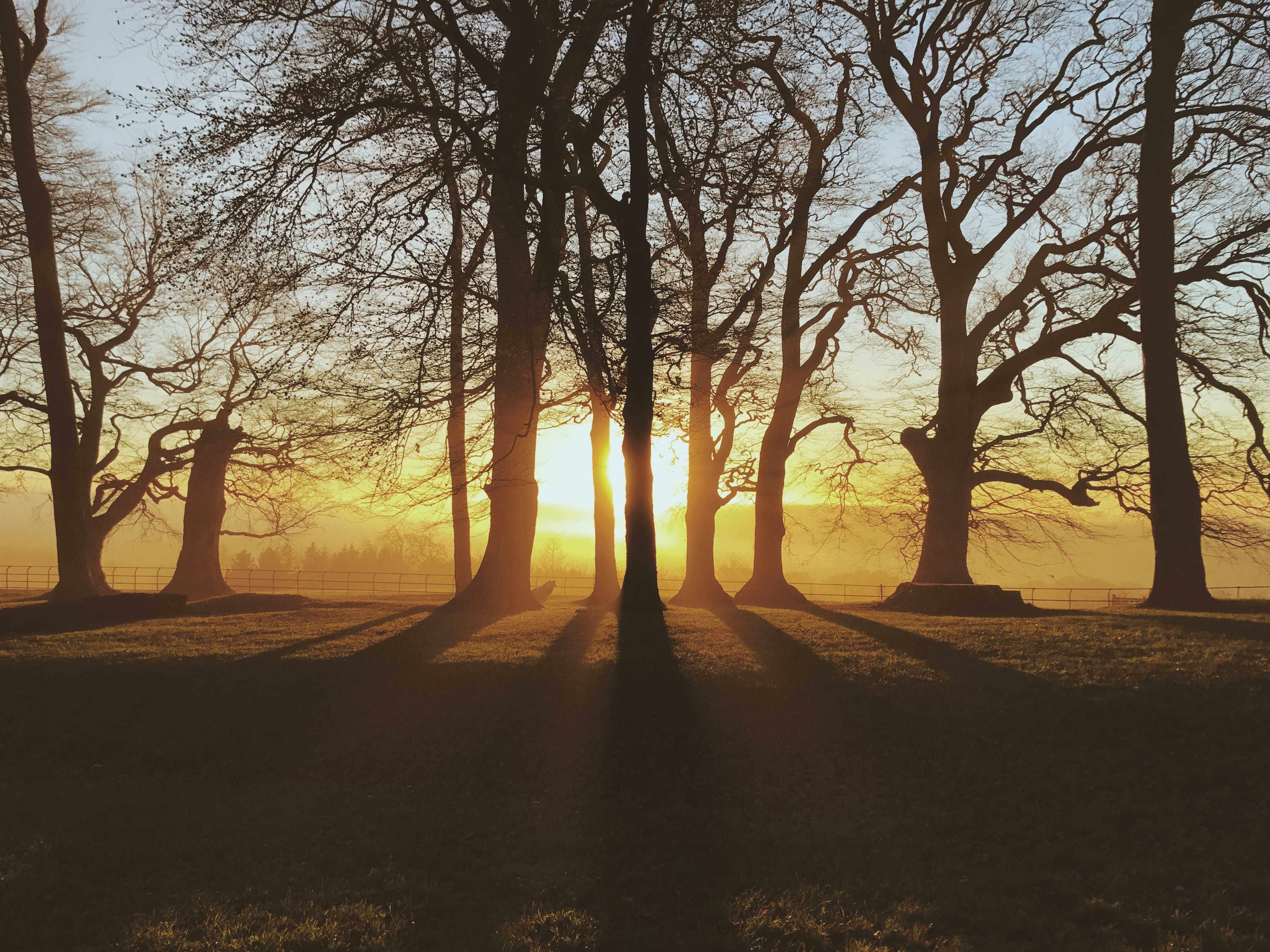 sun, sunset, 4K, park, growth, grass, shot on iphone, shadow, branch, tranquility, scenic, trunk, dusk, hour, tree, tranquil scene, cotswold, trees, golden, HD Wallpaper