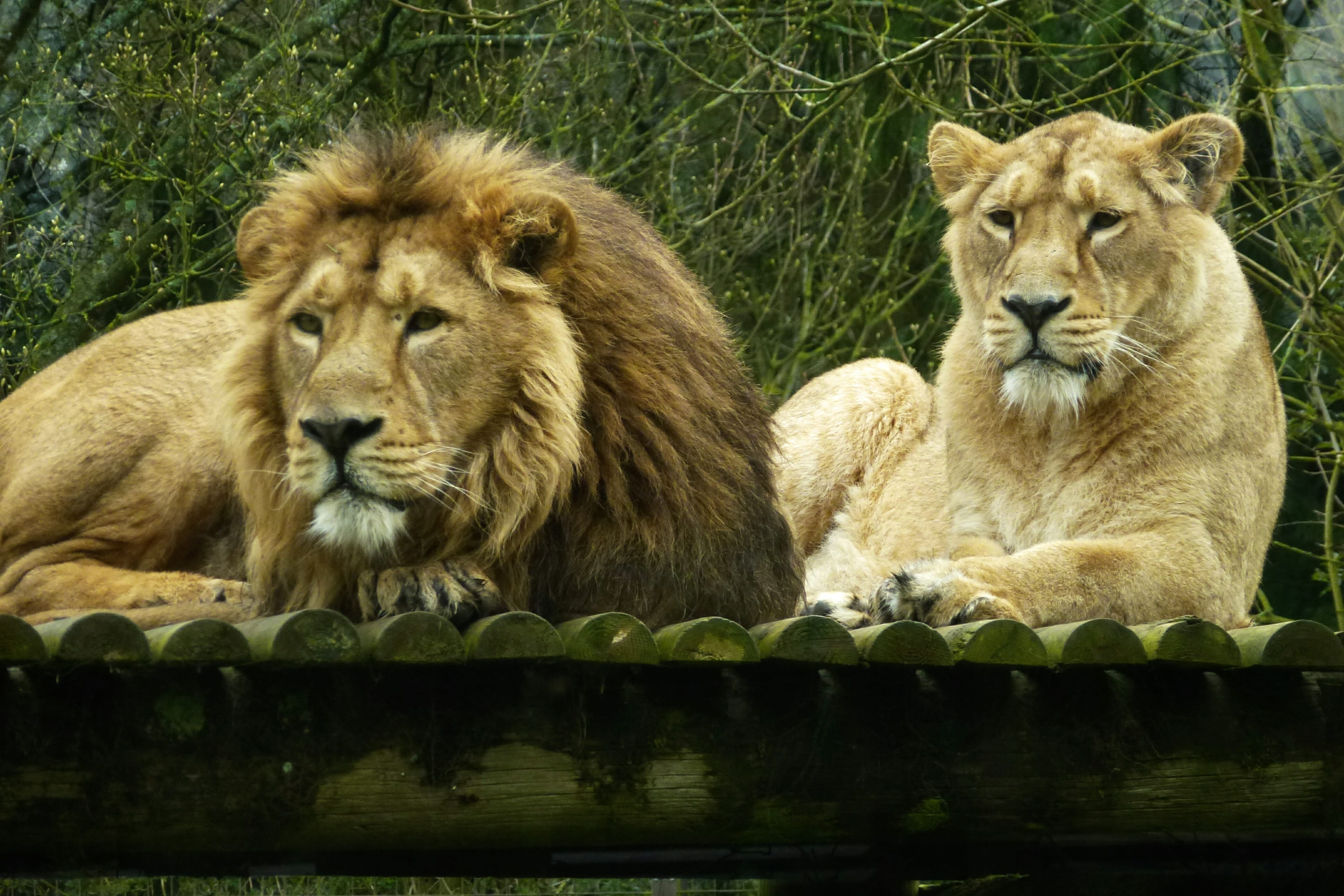 lioness, animal family, no people, 4K, group of animals, Cotswold, Lions, feline, carnivora, animal wildlife, relaxation, nature, safari, animals in the wild, HD Wallpaper