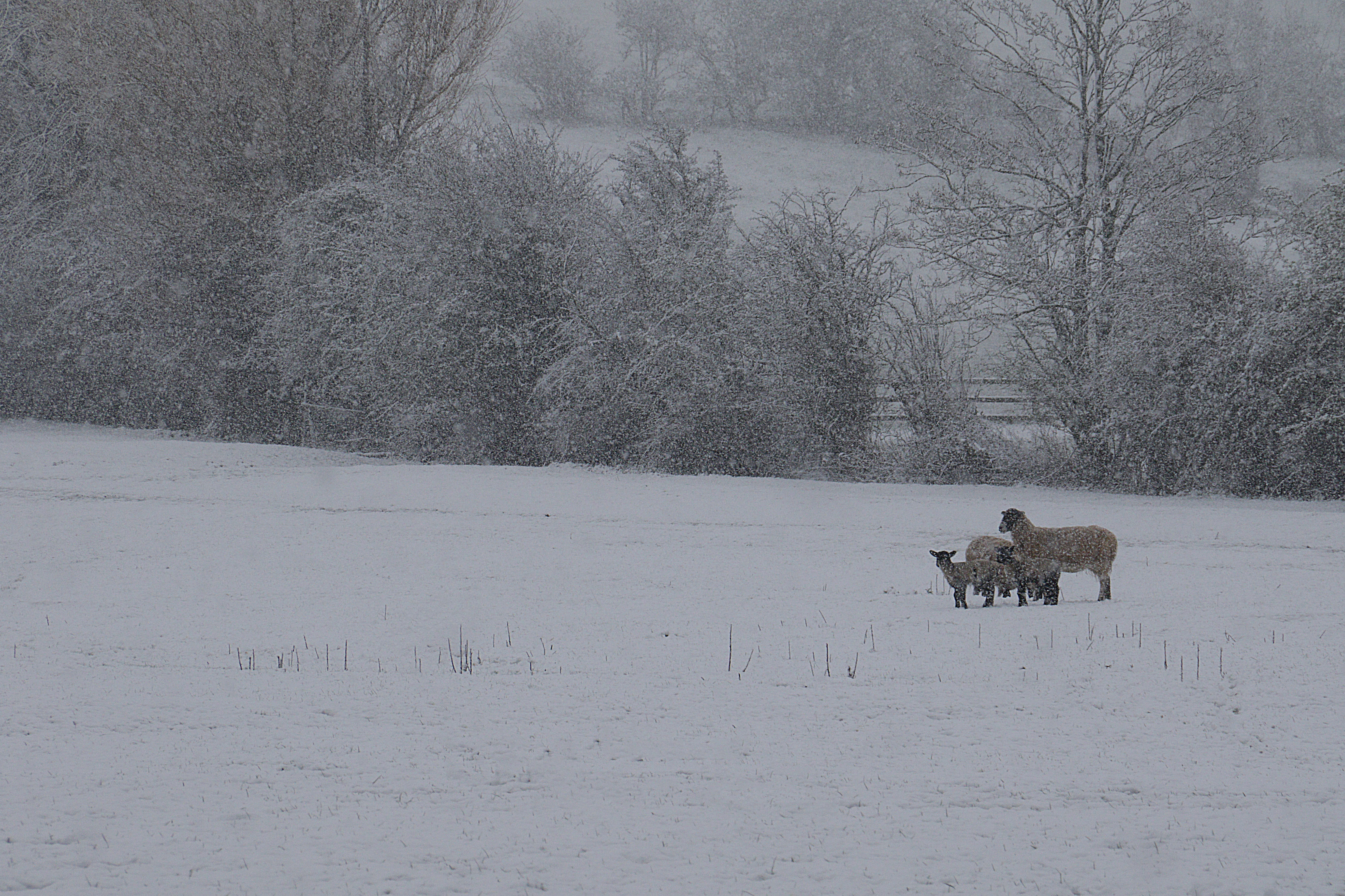 ewe, winter, cotswolds, broadway, mammal, domestic, plant, white, tree, wool, outdoors, ice, landscape, vertebrate, sheep, snowcapped mountain, uk, land, HD Wallpaper