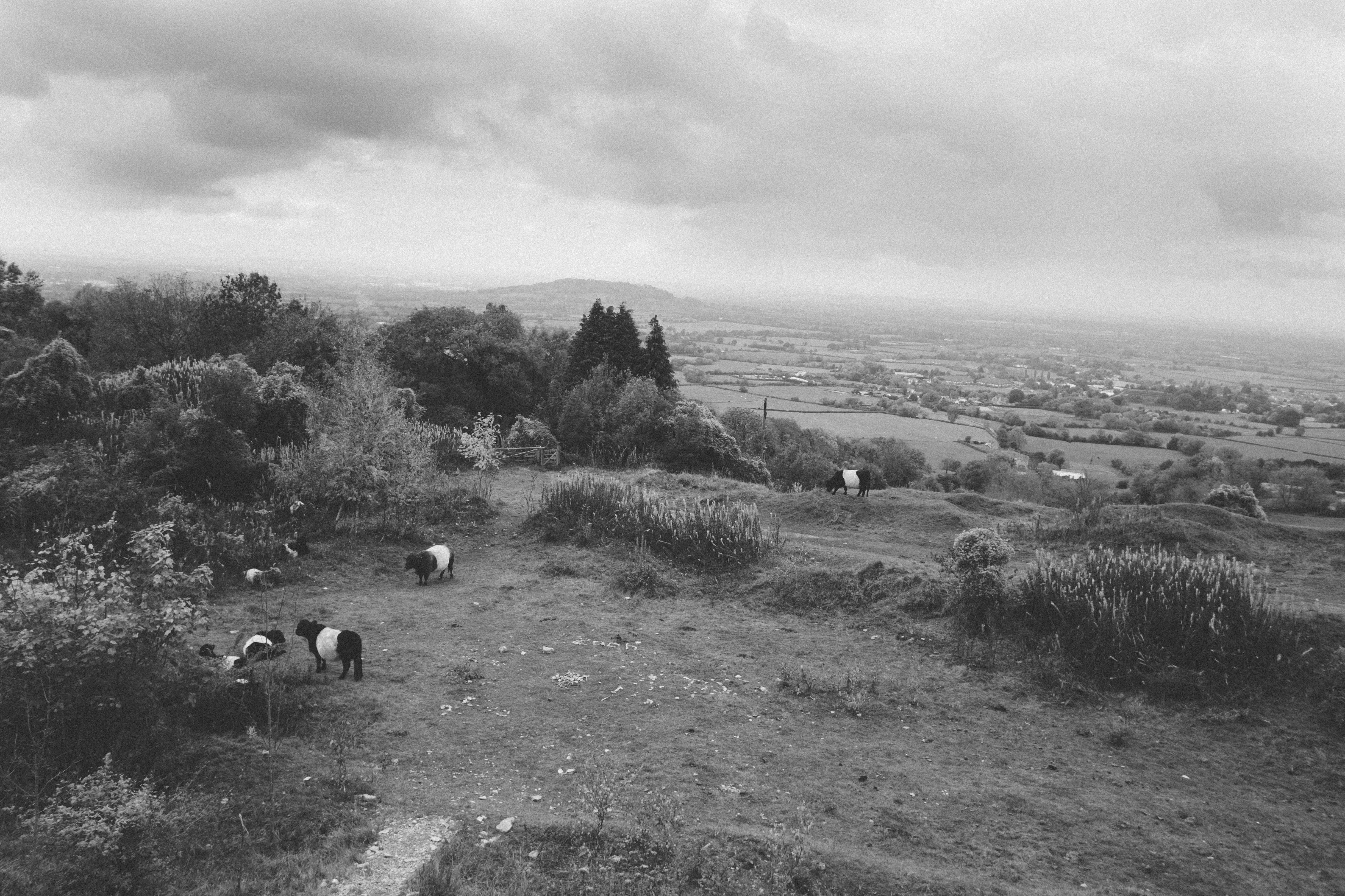 land, trees, animal, livestock, landscape, hill, herd, hillside, cows, black and white, plant, crickley hill country park, animal themes, tree, group of animals, HD Wallpaper