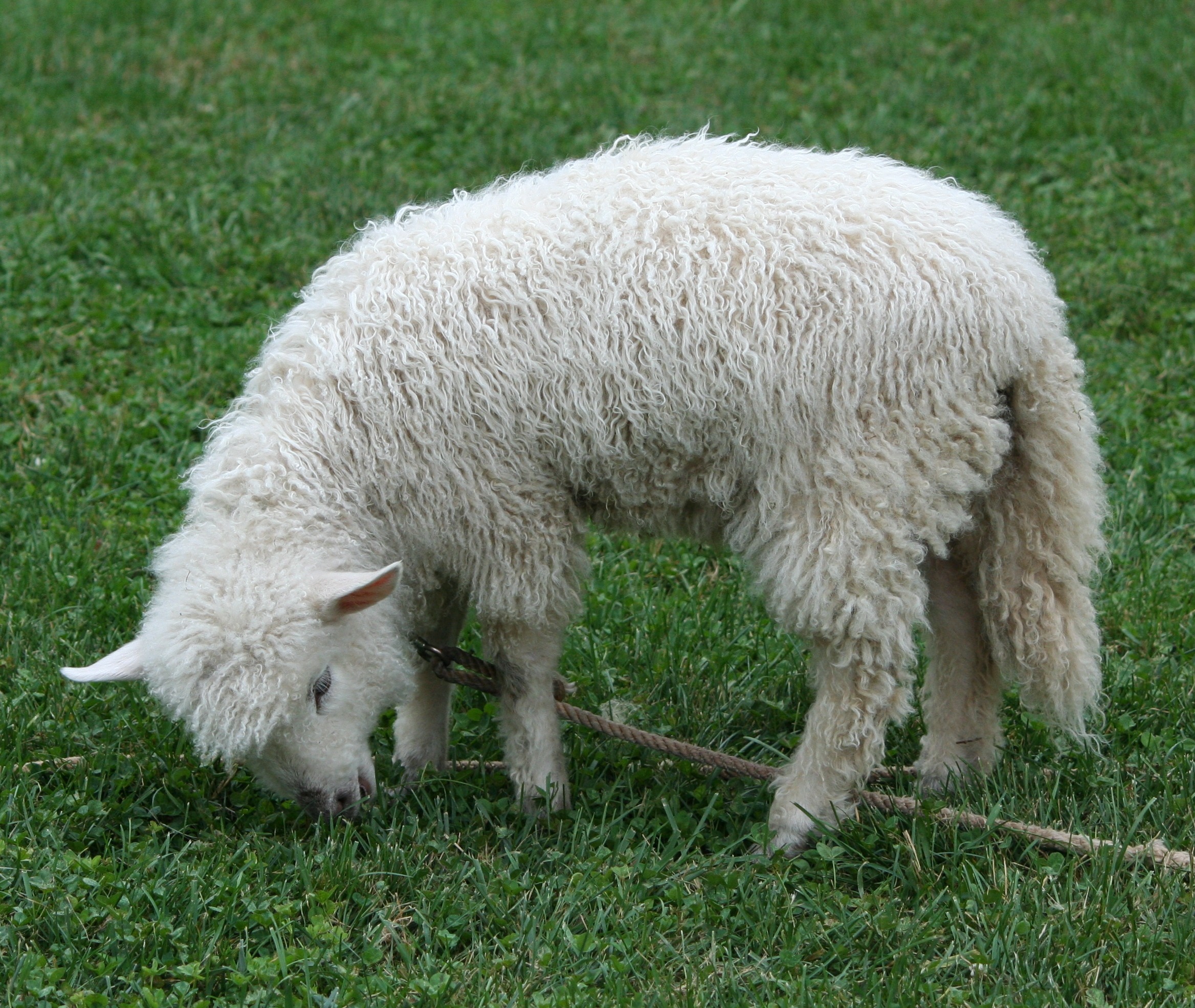 country, grass, pasture, stock, one animal, wool, ranch, herbivorous, animal themes, vertebrate, domestic, outdoor, fleece, white color, domestic animals, HD Wallpaper