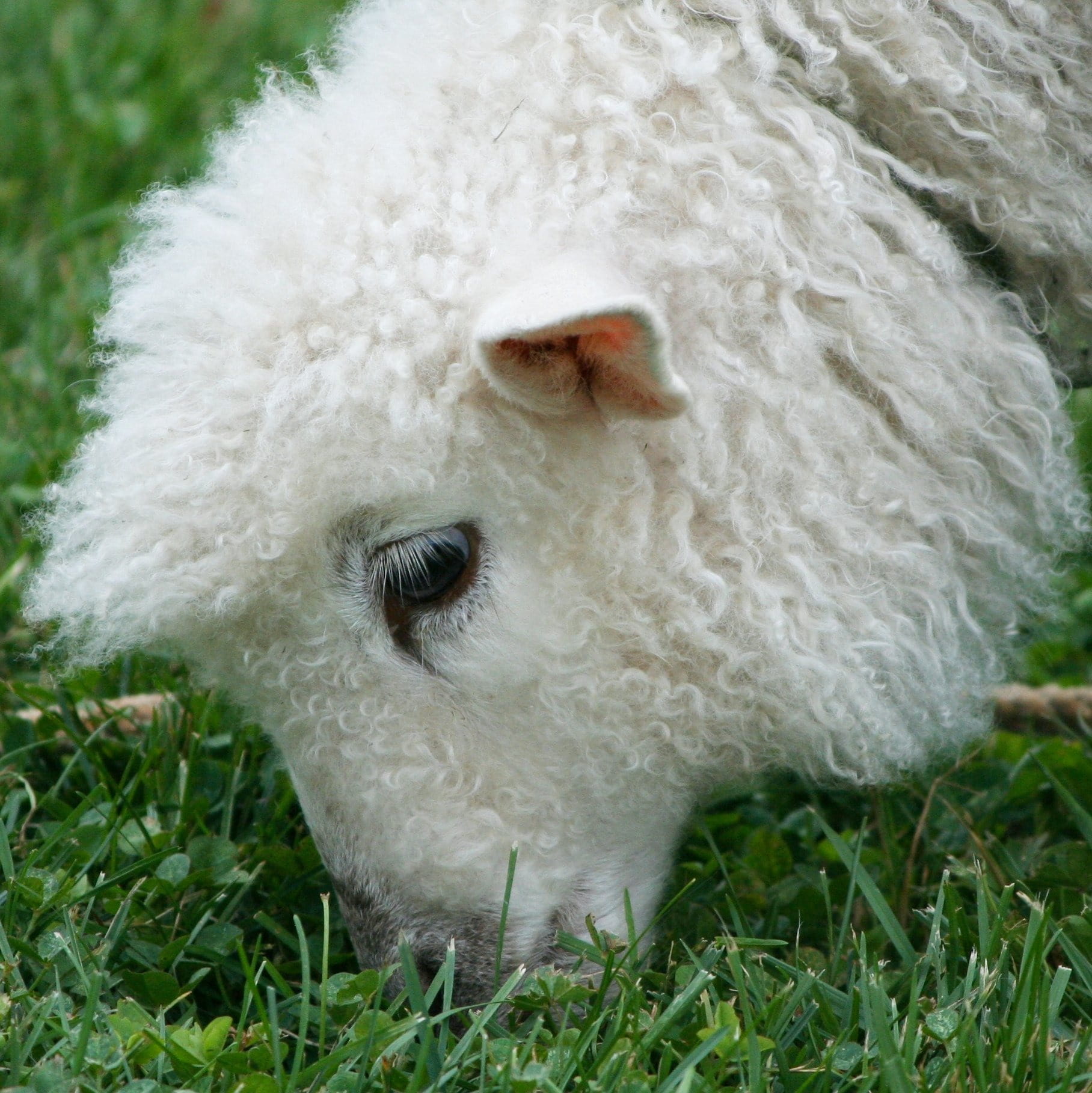 one animal, animal themes, close-up, 720P, Cotswold Sheep, animals in the wild, fluffy, vertebrate, no people, herd, pasture, mutton, chew, ewe, day, grass, Phone HD Wallpaper