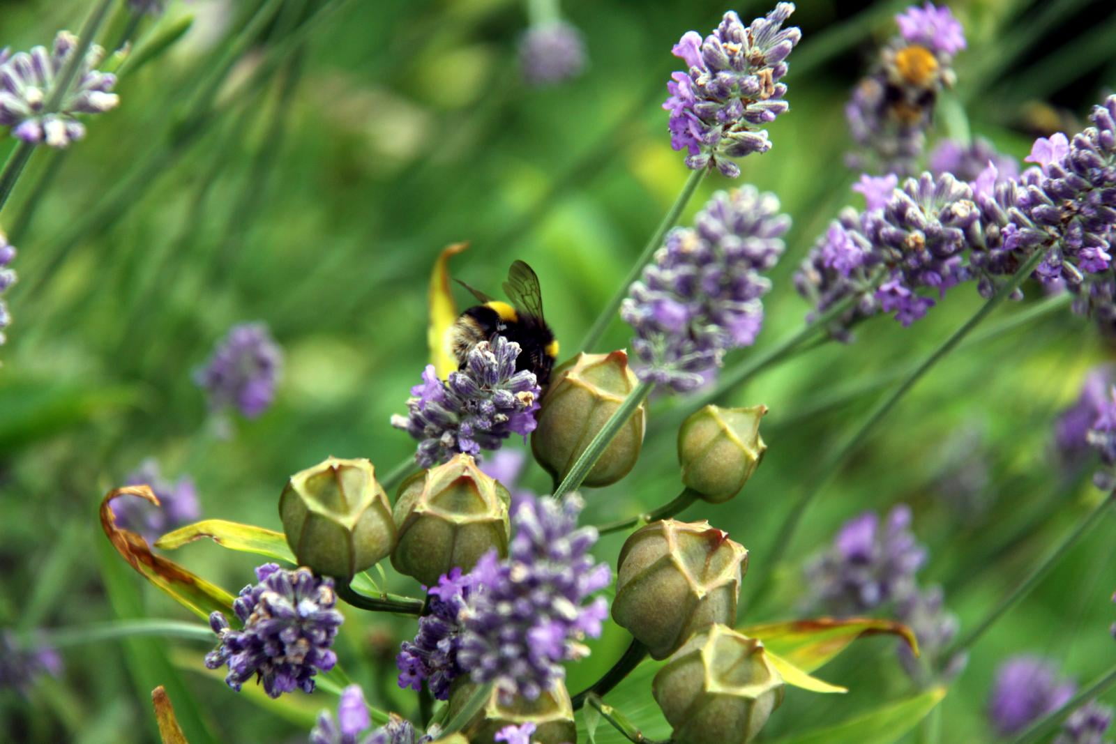 nature, Chipping  Campden, close-up, Arts  Crafts, Hidcote Manor Garden, Borders, Plants, wilderness, Canon, plant, photography, 720P, flowers, summer, HD Wallpaper