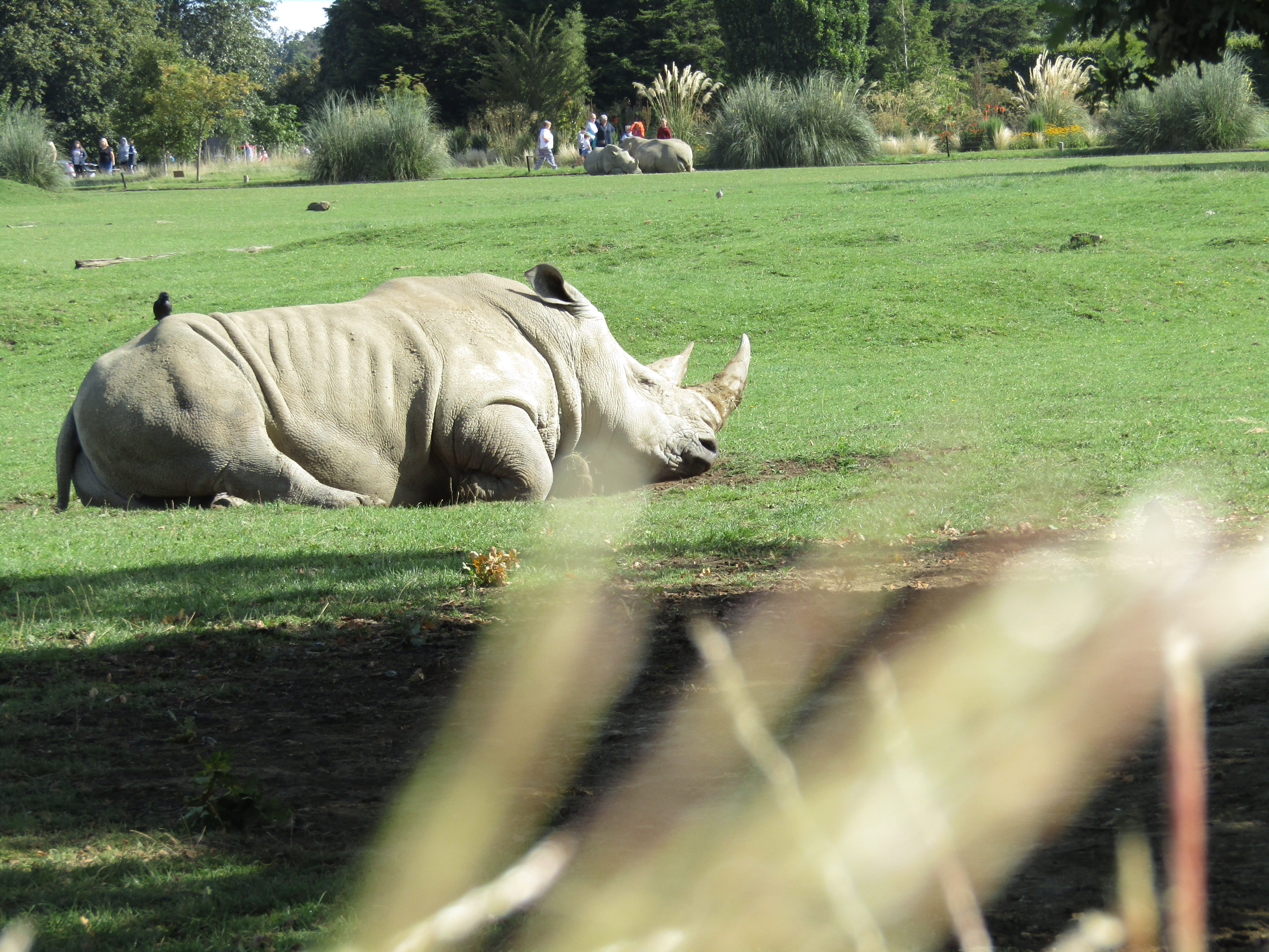 sleeping, nature, lazy, group of animals, grass, land, bradwell grove, focus on background, domestic, tree, rhinos, plant, field, zoo, animal, vertebrate, HD Wallpaper