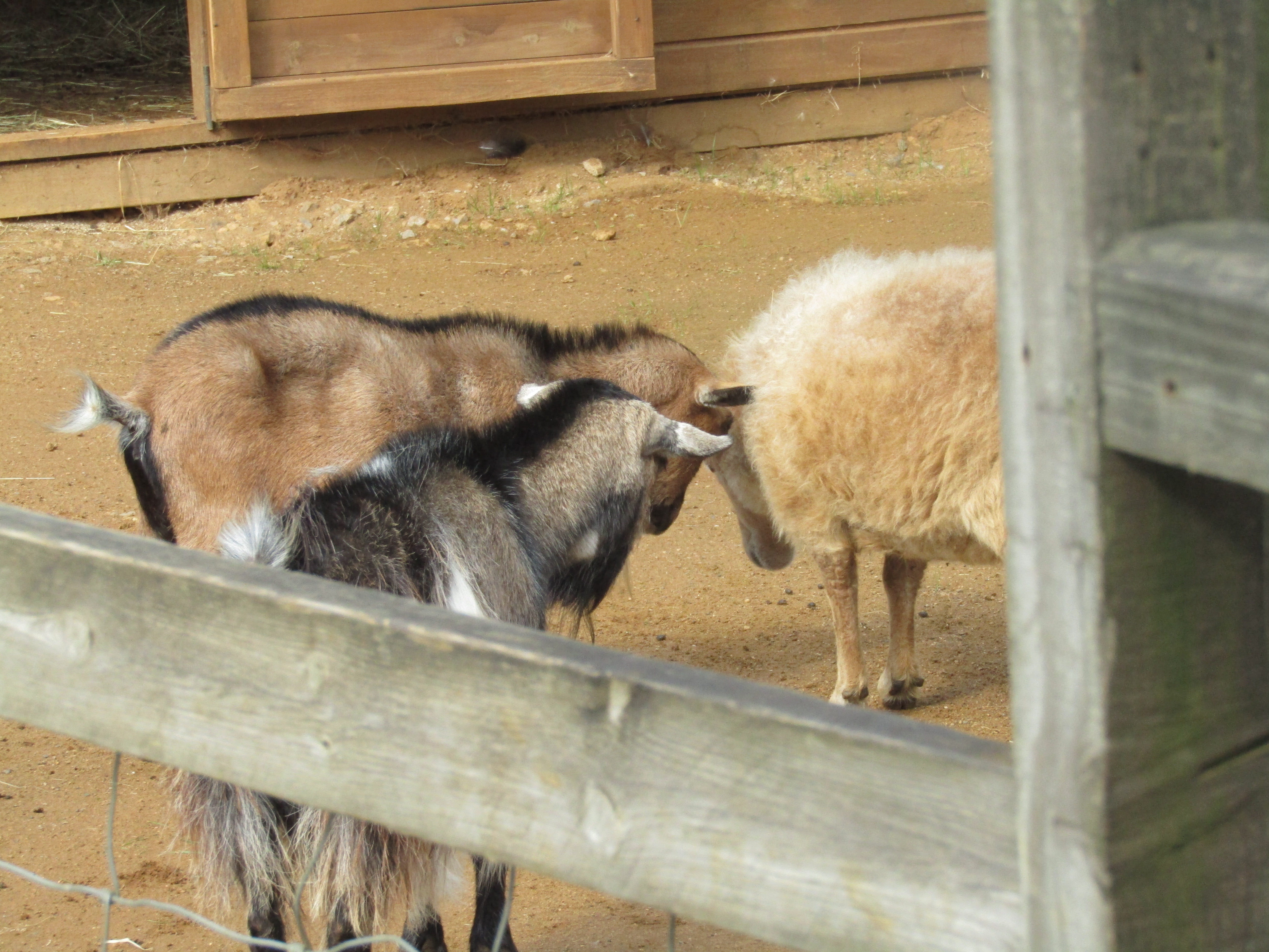 headbutt, goat, two animals, horns, fence, sheep, rock, hay, nature, animal wildlife, no people, animal themes, zoo, lamb, domestic animals, herbivorous, HD Wallpaper
