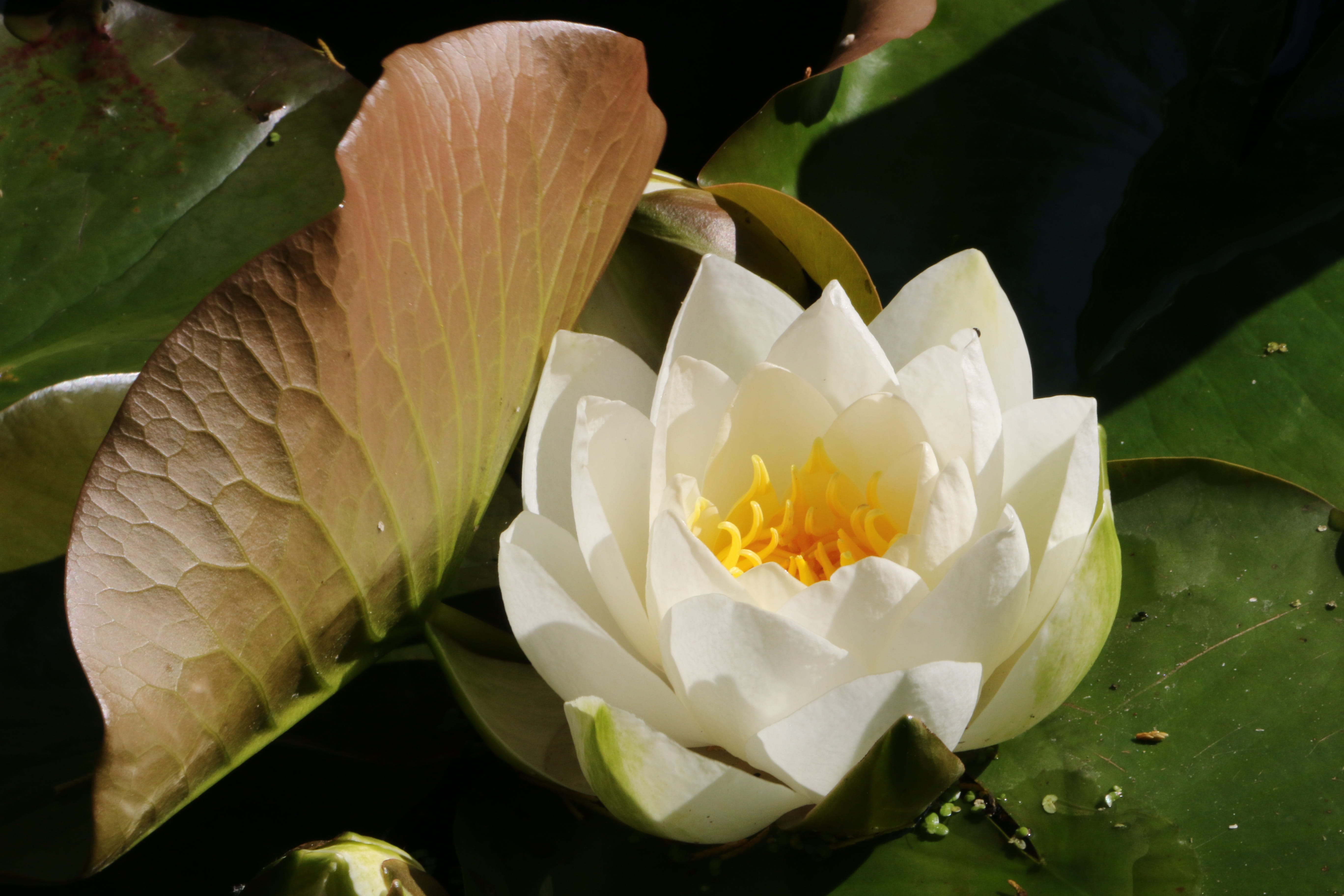 plant, lotus water lily, water lily, nature, 5K, beauty in nature, flowering plant, pollen, water lilly, vulnerability, no people, day, flower head, inflorescence, HD Wallpaper