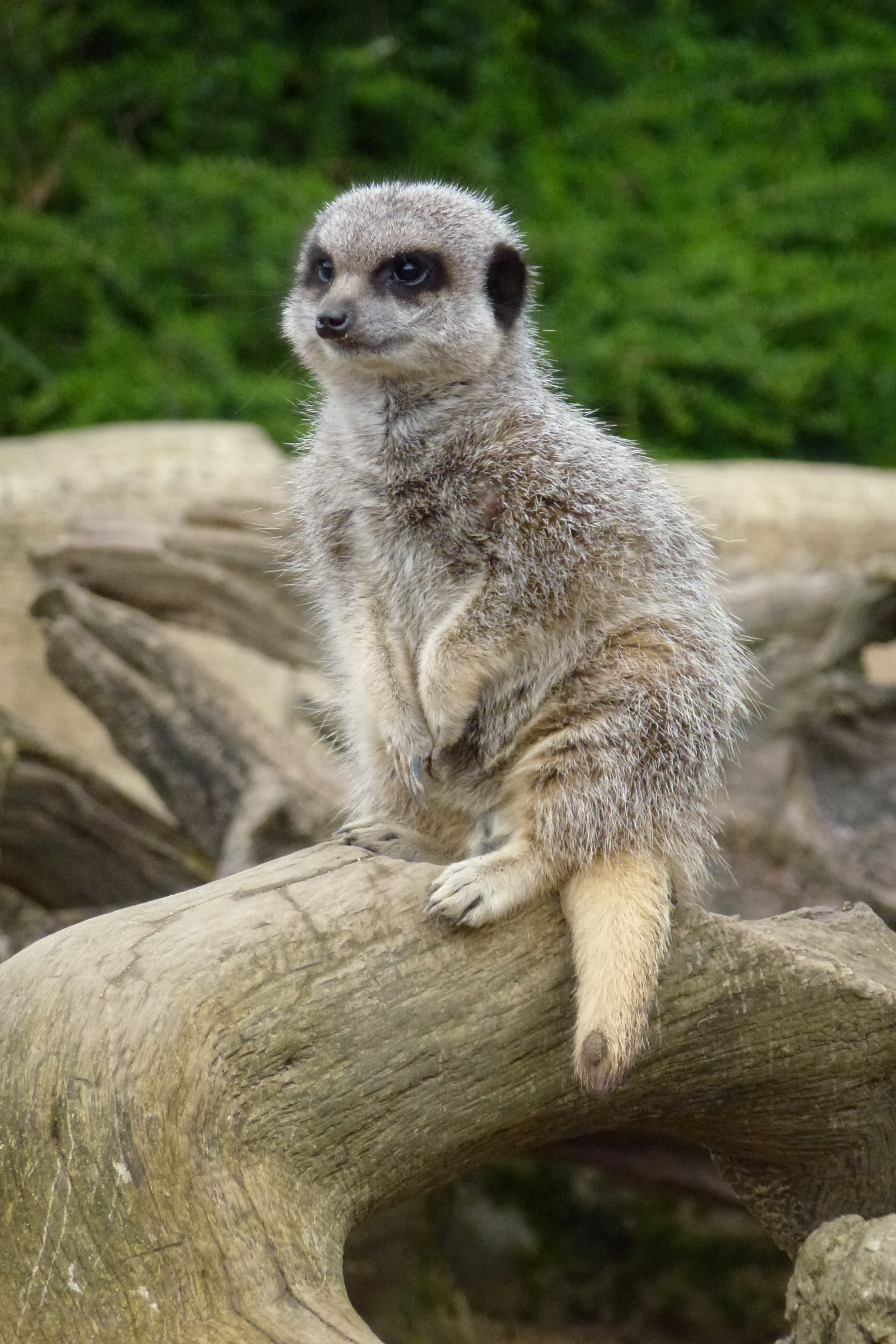 timber, tree, 4K, meerkat, no people, waiting, focus on foreground, looking, day, outdoors, log, animal themes, vertebrate, animal, animals in the wild, Phone HD Wallpaper