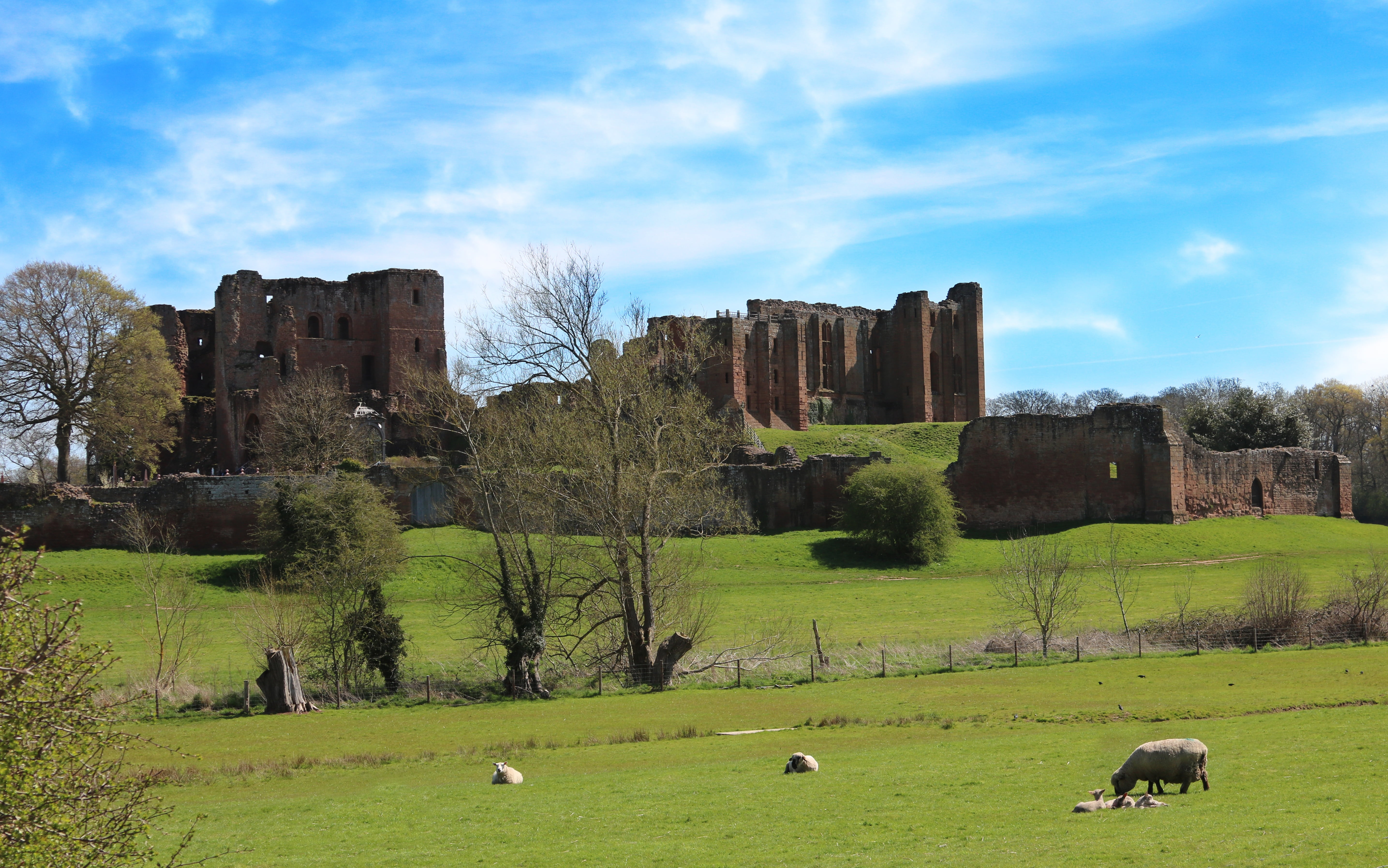 group of animals, warwickshire, ruined, domestic, country side, building, ramparts, grazing, vertebrate, 5K, tourism, grass, sheep, wall, no people, cloud - sky, HD Wallpaper