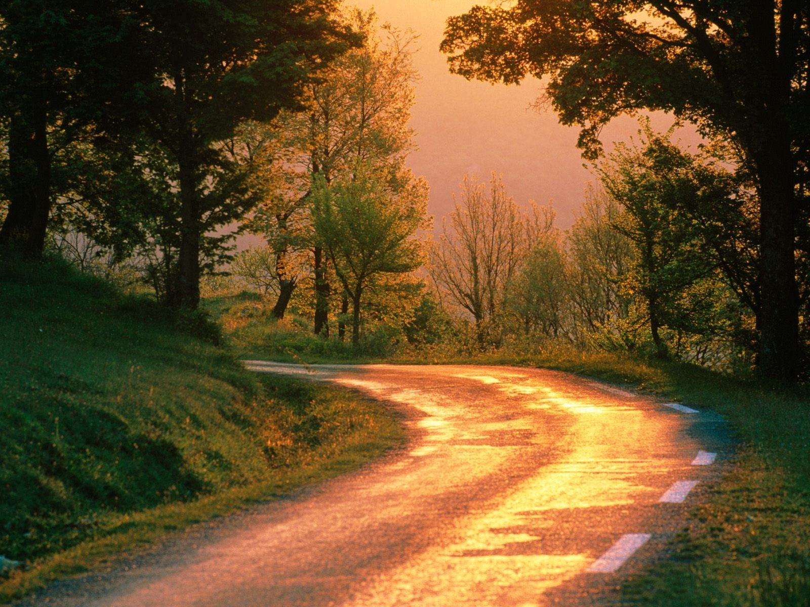 no People, gold Colored, tree, color Image, autumn, scenics - nature, sunlight, country Road, green Color, dirt Road, street, asphalt, scenics, season, HD Wallpaper