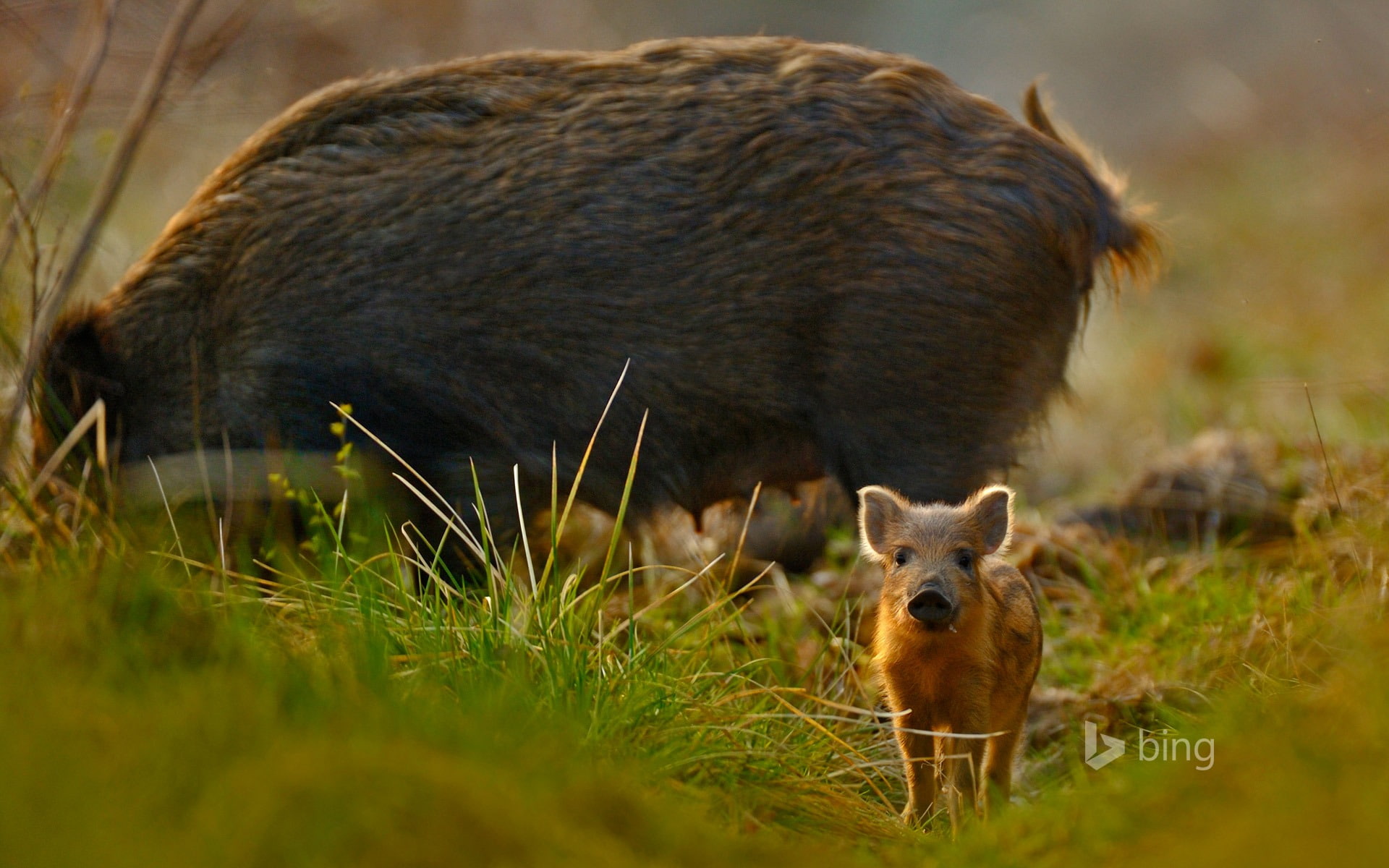 selective focus, animals in the wild, w, vertebrate, forest, animal, no people, mammal, gloucestershire, young animal, domestic animals, one animal, plant, HD Wallpaper
