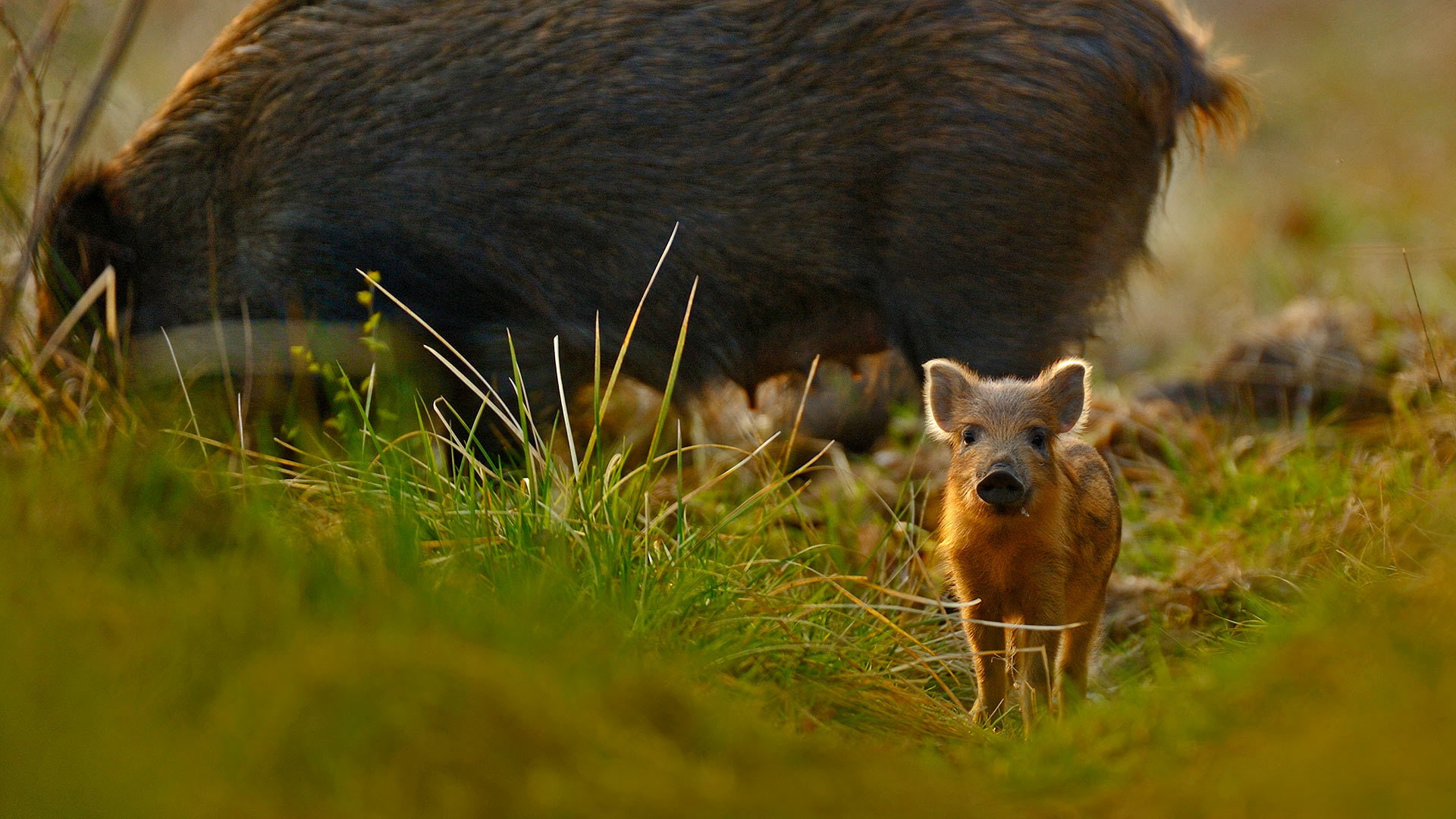 England, 1080P, grass, Gloucestershire, pig, nature, wild boar, HD Wallpaper