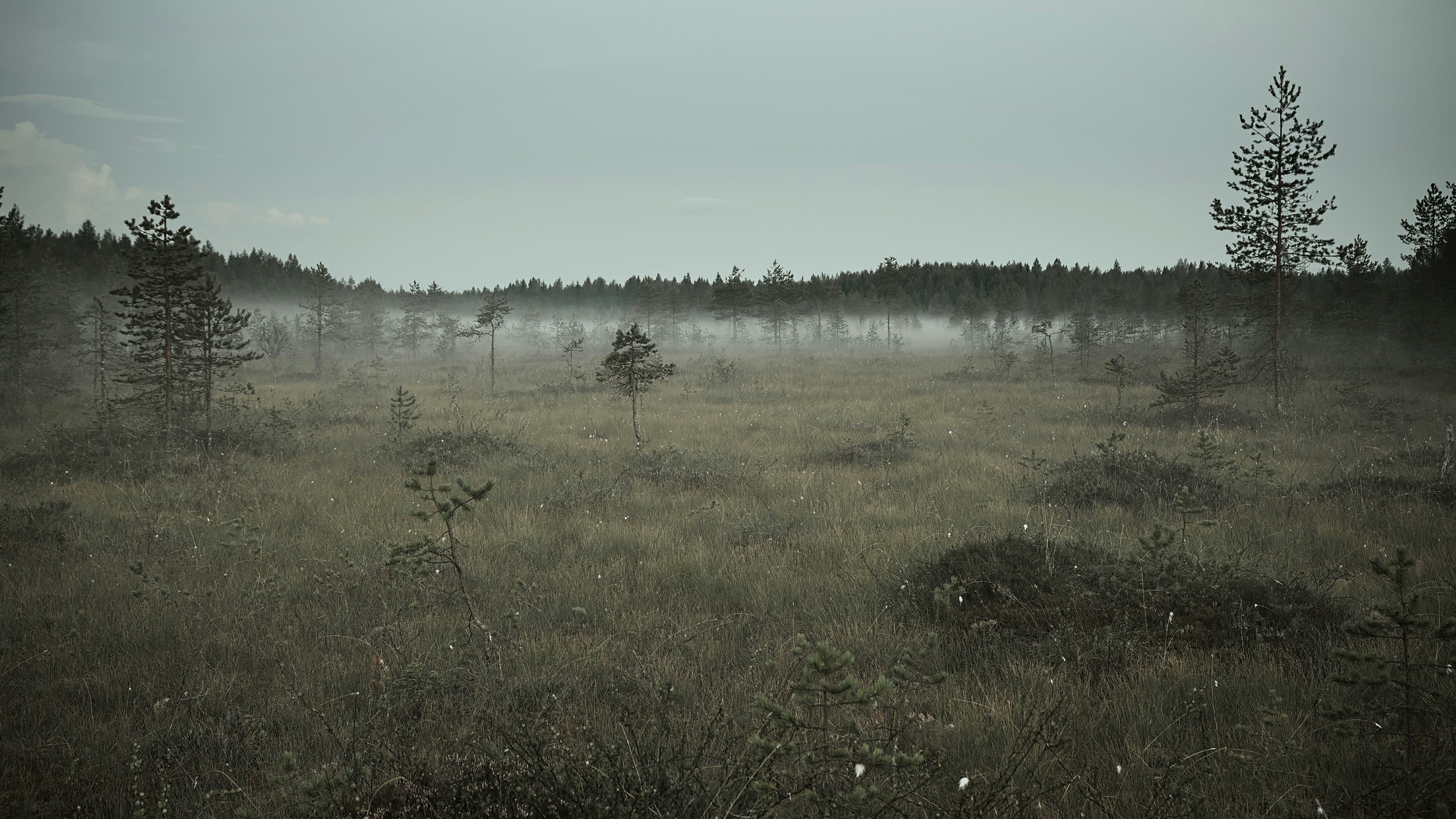 growth, green, environment, non-urban scene, remote, tranquility, plant, fog, grass, outdoors, nature, day, sky, tree, scenics - nature, pine trees, field, HD Wallpaper
