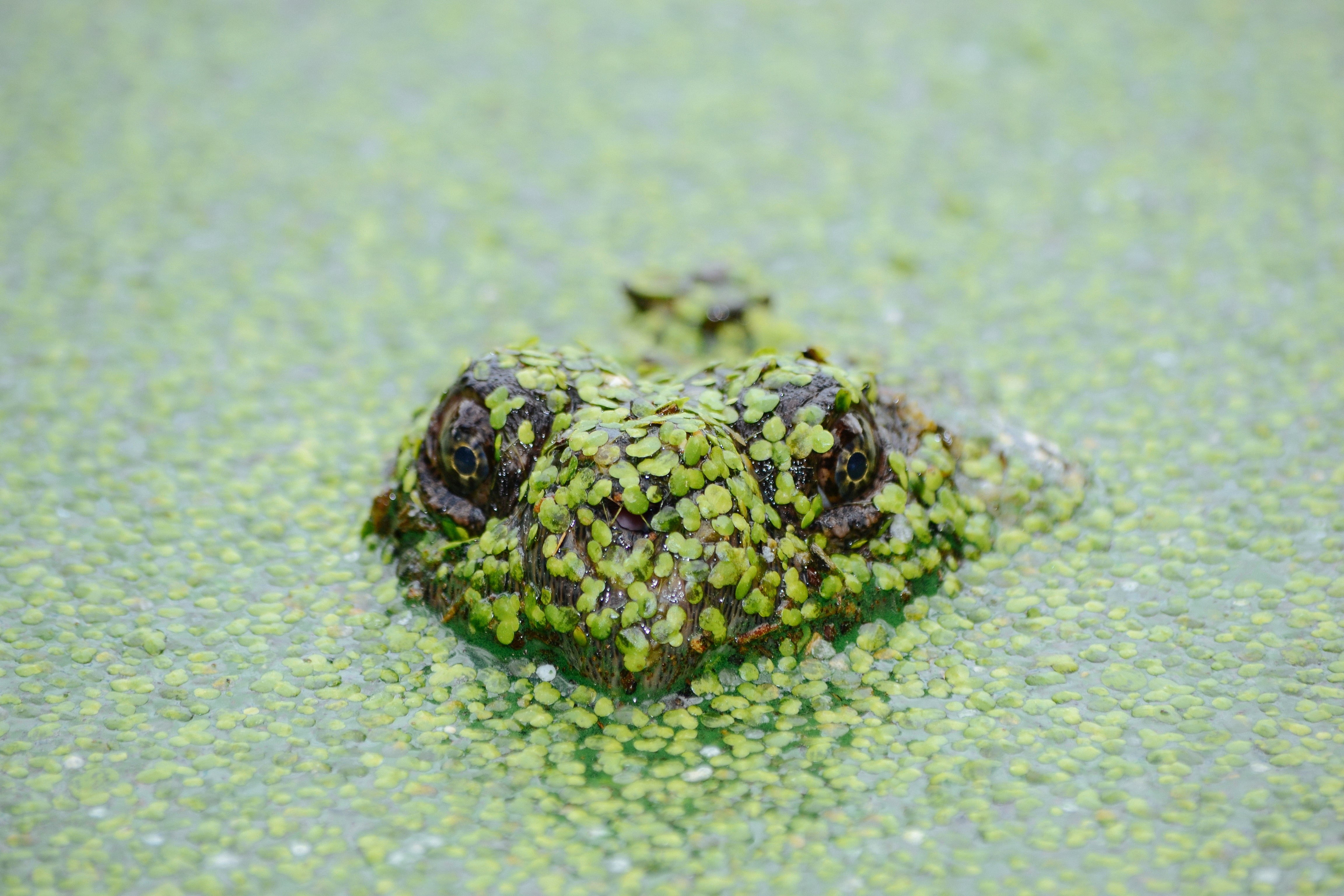 outdoors, moss, green color, close-up, animal themes, animal, animal wildlife, one animal, marine, food, land, swamp, selective focus, nature, animal body part, HD Wallpaper