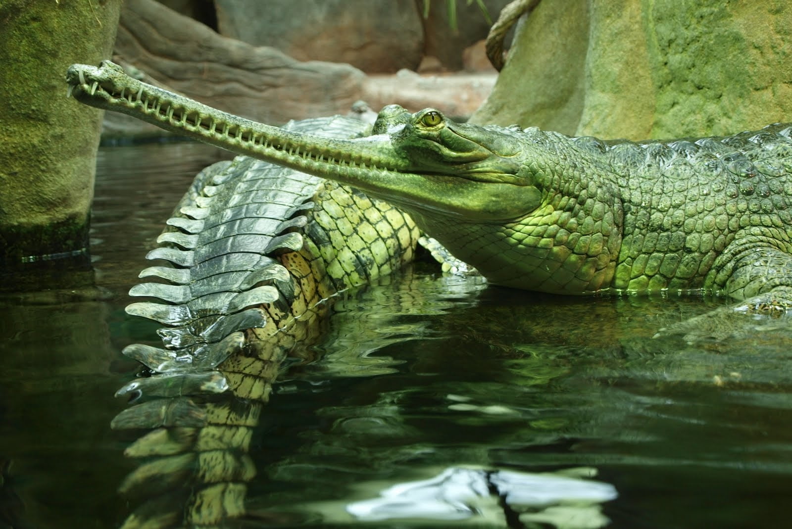 everglades National Park, aquatic Reptile, lake, sign, animal themes, animal Teeth, animal Scale, wildlife, 720P, aggression, animal head, swim, vertebrate, HD Wallpaper