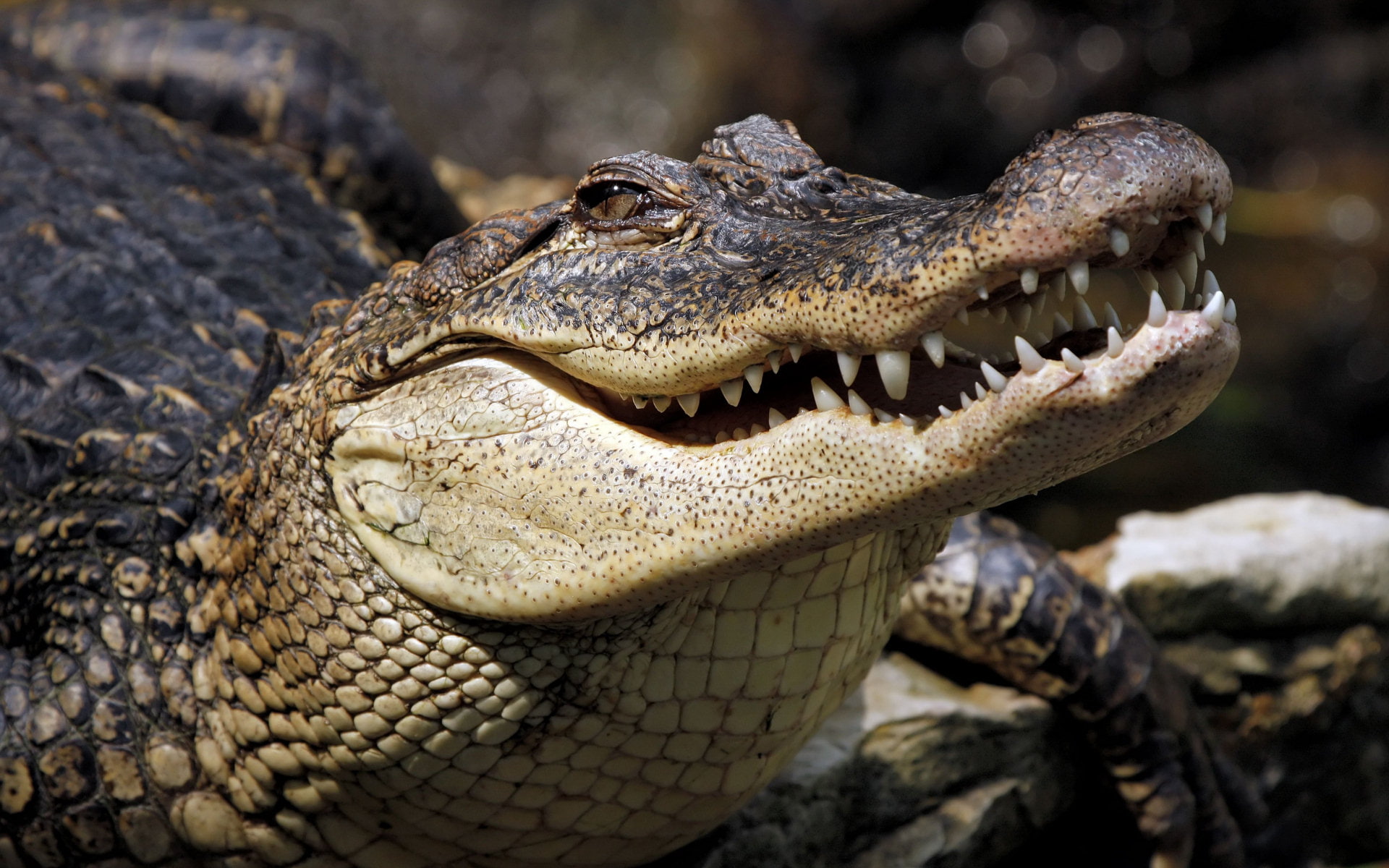 1080P, crocodile, hd, animals, HD Wallpaper