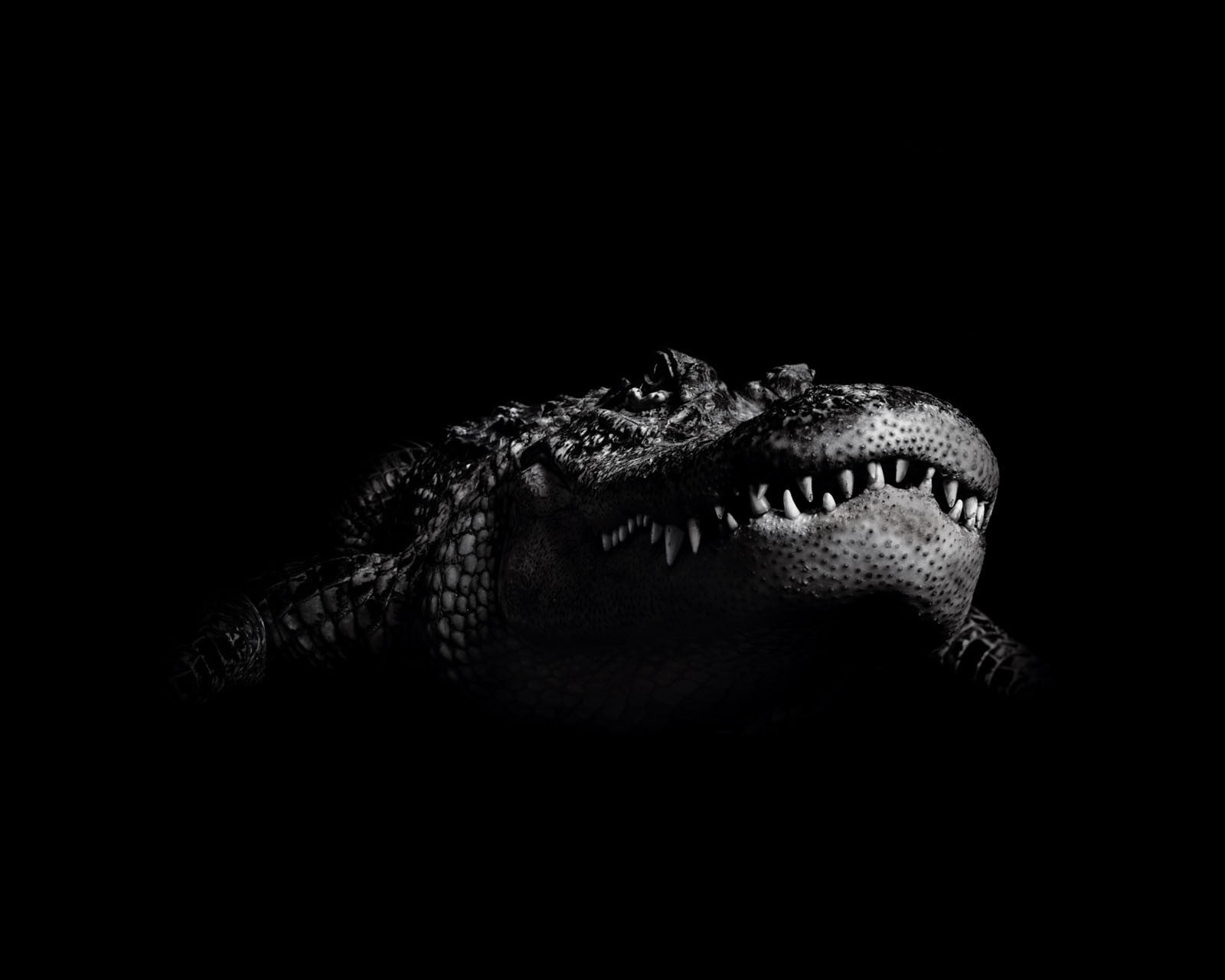 furious, animal body part, alligator, studio shot, gray, animal, danger, animal themes, vertebrate, indoors, dark, snout, mouth open, crocodile, black and white, HD Wallpaper