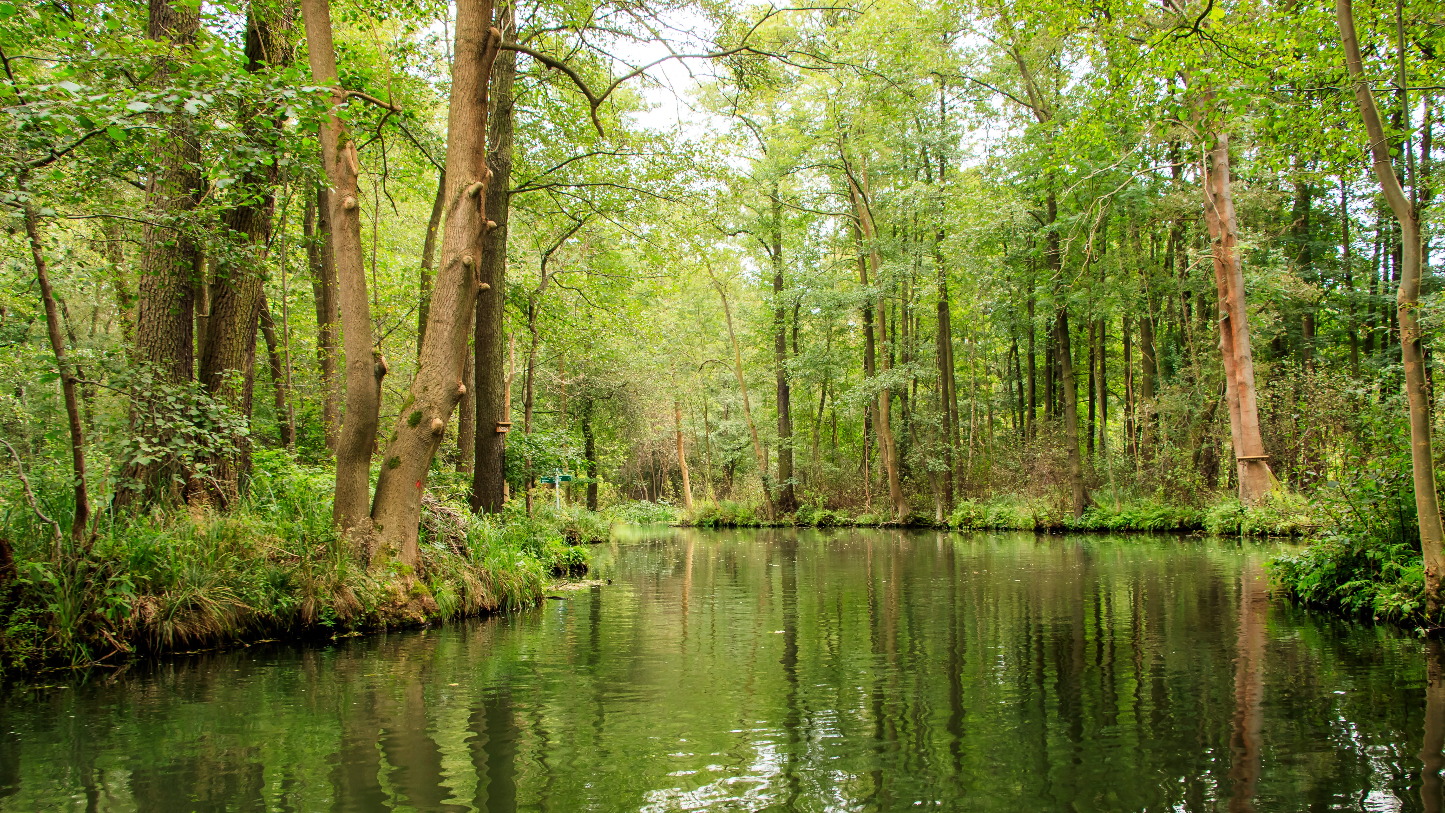 reflection, land, no people, beauty in nature, environment, nature, day, trees, forest, tranquil scene, landscape, lübbenau, growth, scenics - nature, non-urban scene, HD Wallpaper
