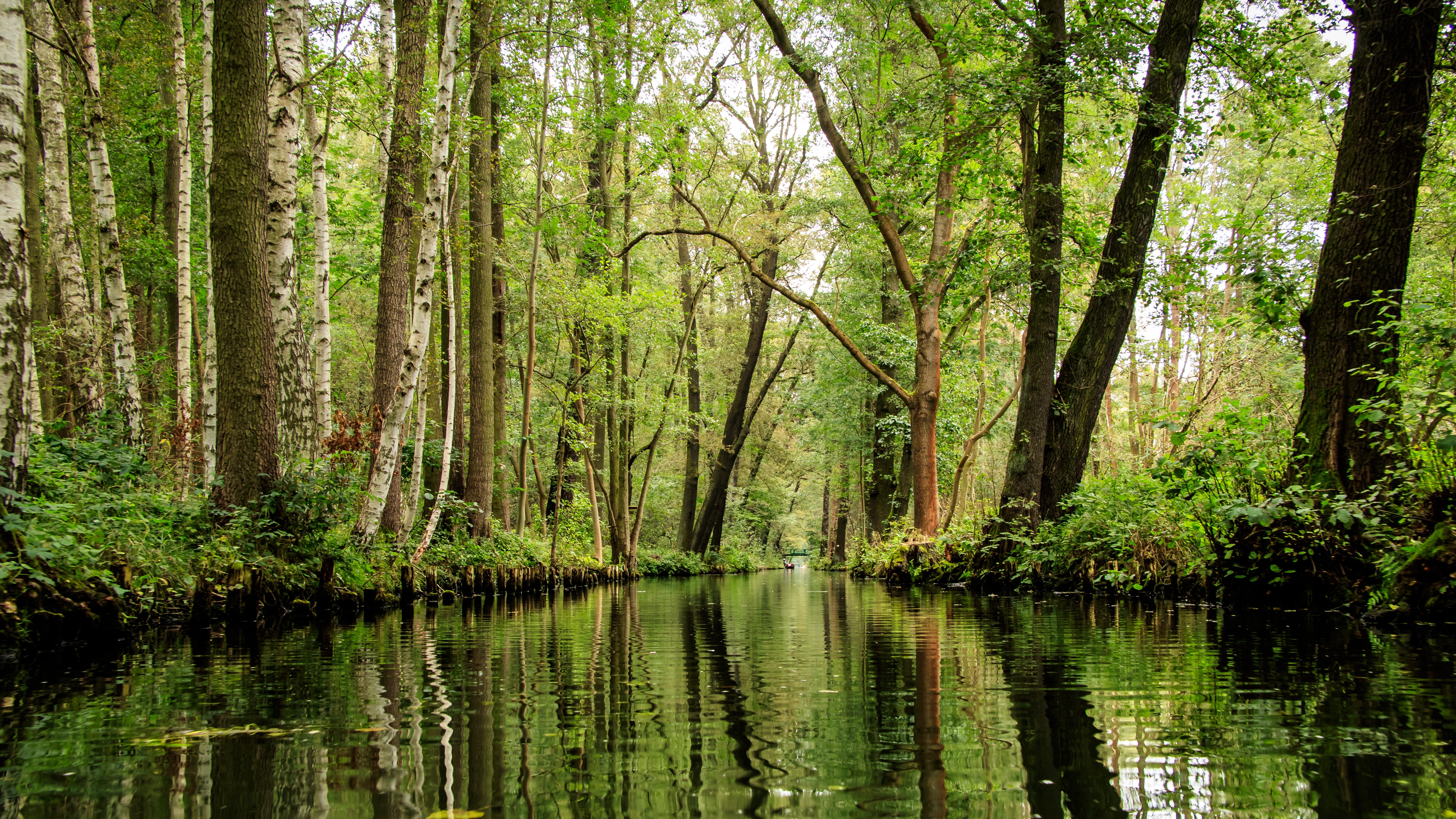 growth, depth, outdoors, green, kahn, land, beauty in nature, lübbenau, cultural landscape, river, reflection, plant, nature, woodland, day, spree, tree, HD Wallpaper