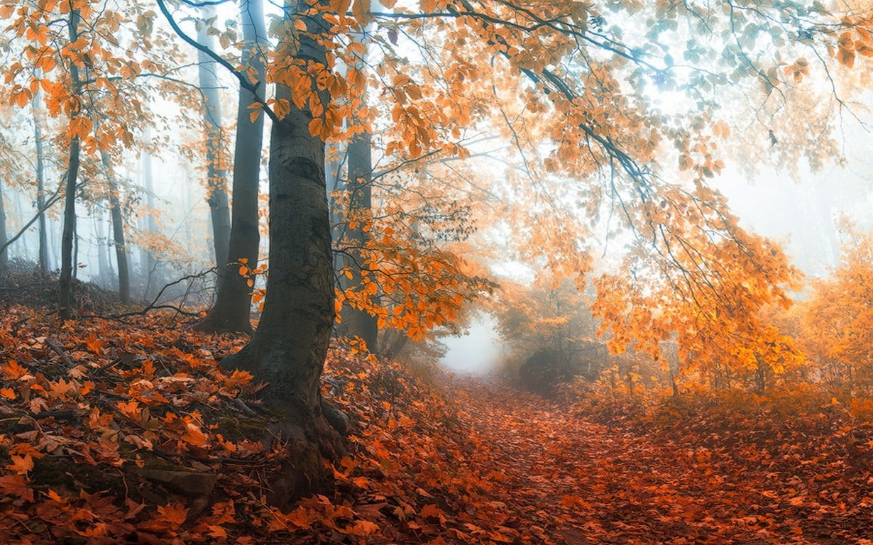 black, plant, beauty in nature, plant part, tree trunk, fall, outdoors, path, autumn collection, no people, growth, tranquility, nature, wooden, scenics - nature, HD Wallpaper