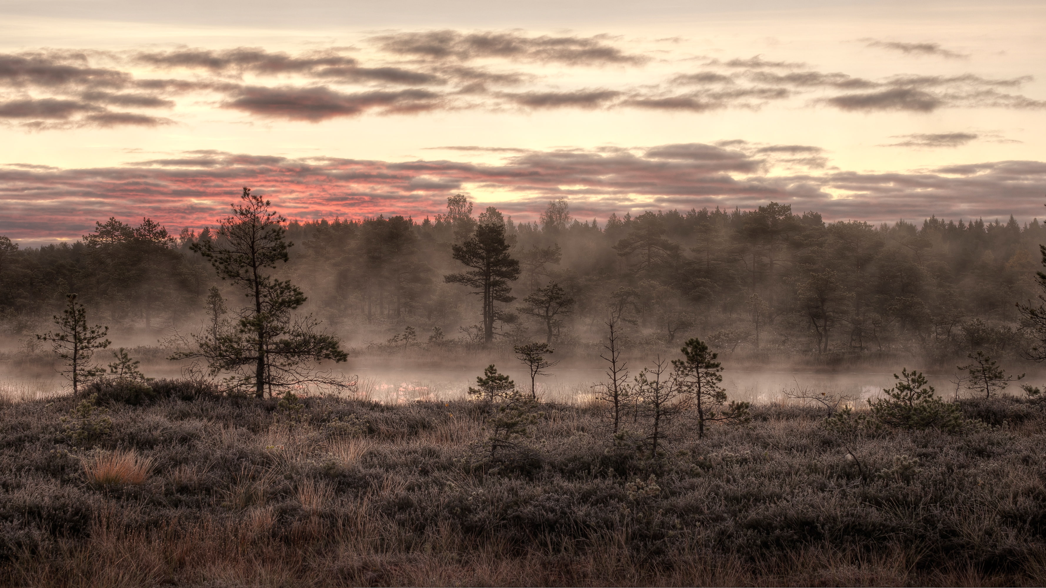 2K, trees, mist, sunrise, swamp, pine trees, nature, HD Wallpaper