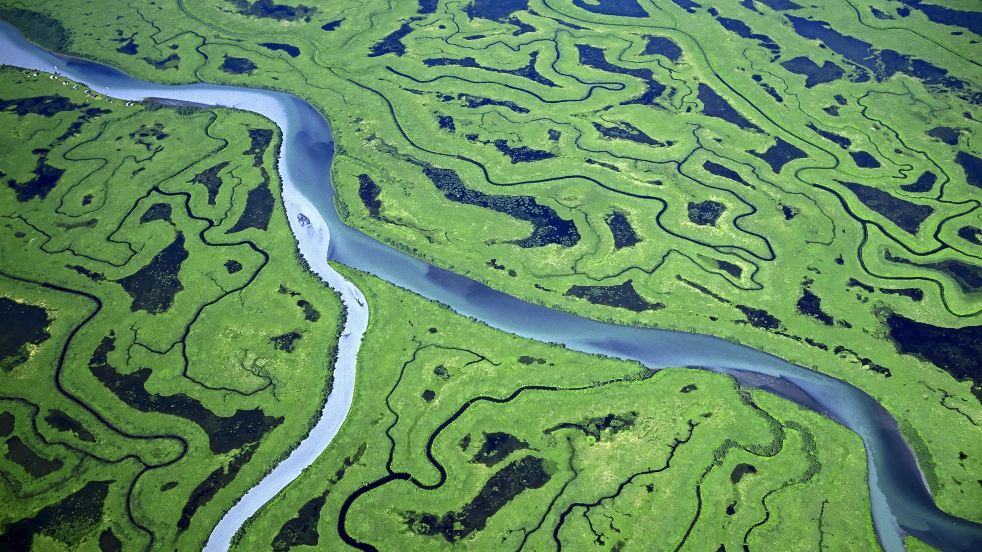 no people, tree, growth, land, tranquility, swamp, nature, beauty in nature, plant, aerial view, green color, river, 1080P, outdoors, high angle view, HD Wallpaper