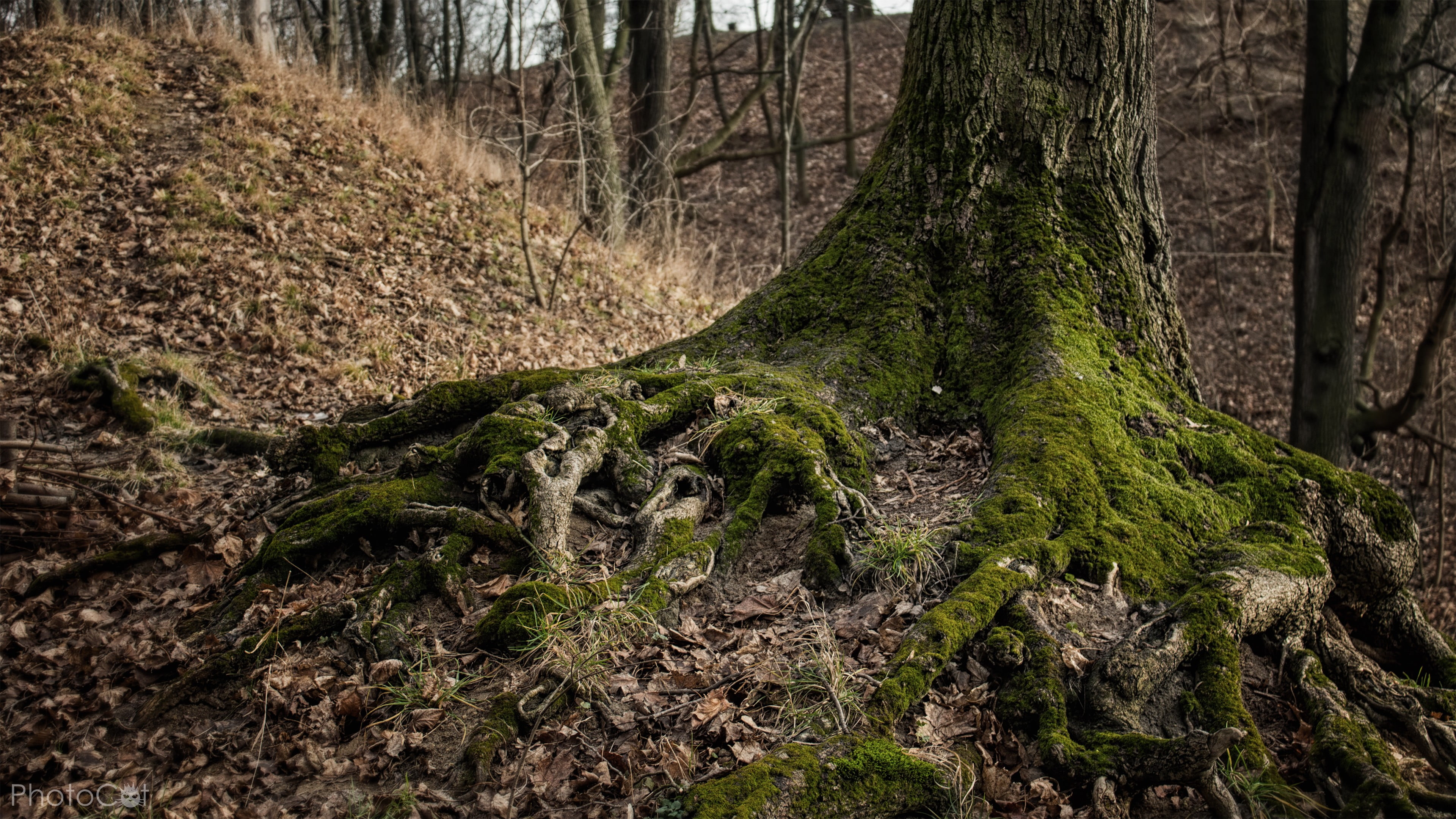 rural Scene, scenics - nature, plant, non-urban scene, tree Trunk, nature, green Color, tranquil scene, season, backgrounds, no People, 4K, forest, autumn, HD Wallpaper