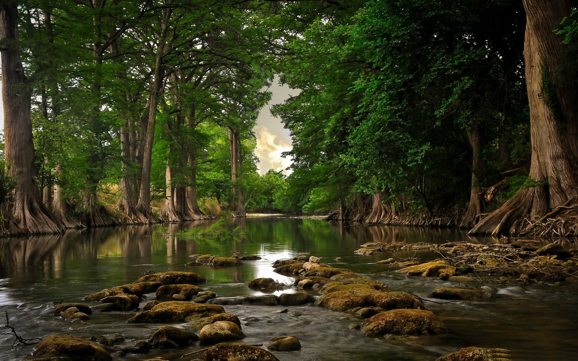 tranquil scene, water, flowing water, tree, plant, landscape, scenics - nature, forest, roots, rainforest, flowing, rock, nature, outdoors, green color, HD Wallpaper
