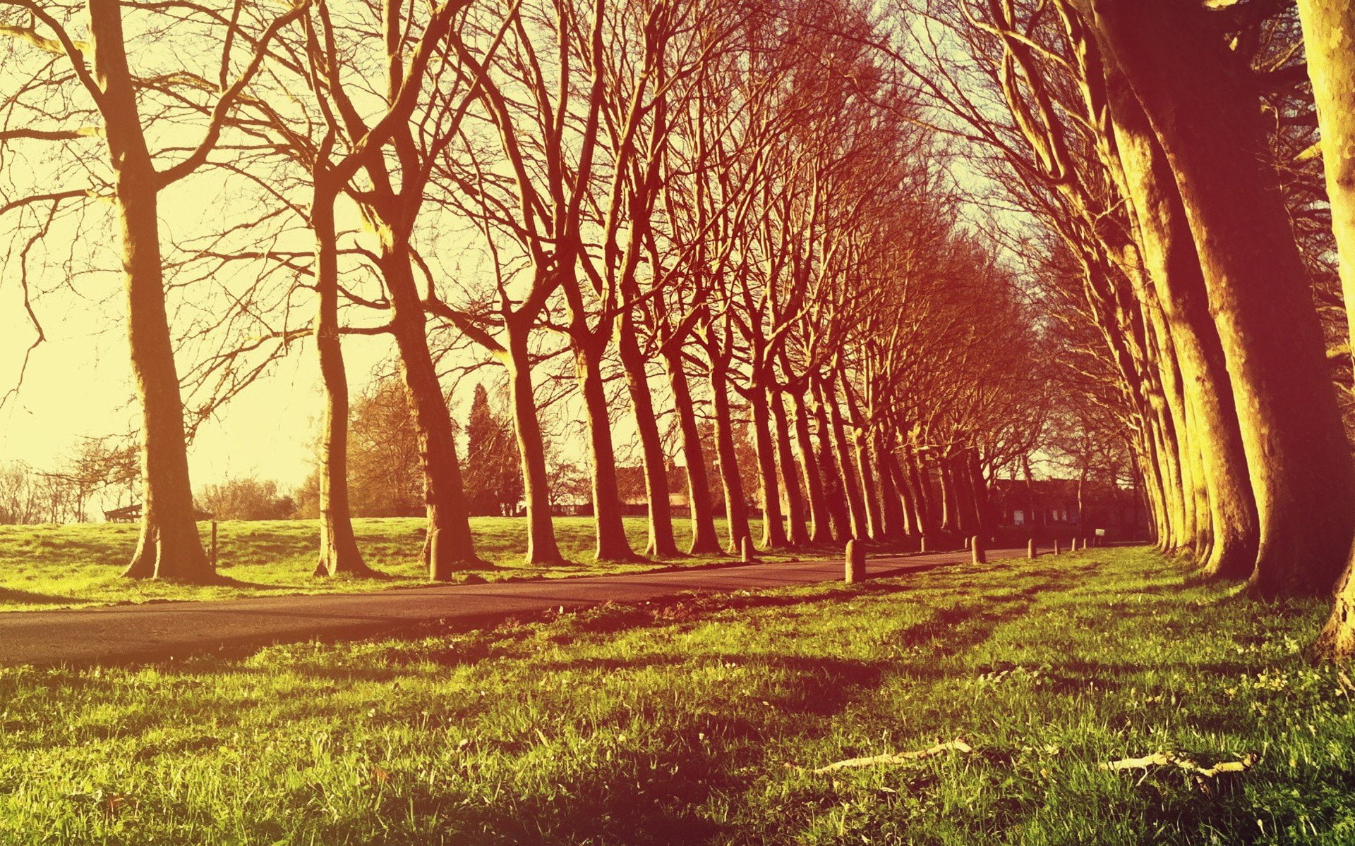 outdoors, tranquility, forest, sunlight, tree trunk, px, plant, landscape, art, day, road, trunk, no people, tree, grass, environment, architecture, woodland, HD Wallpaper