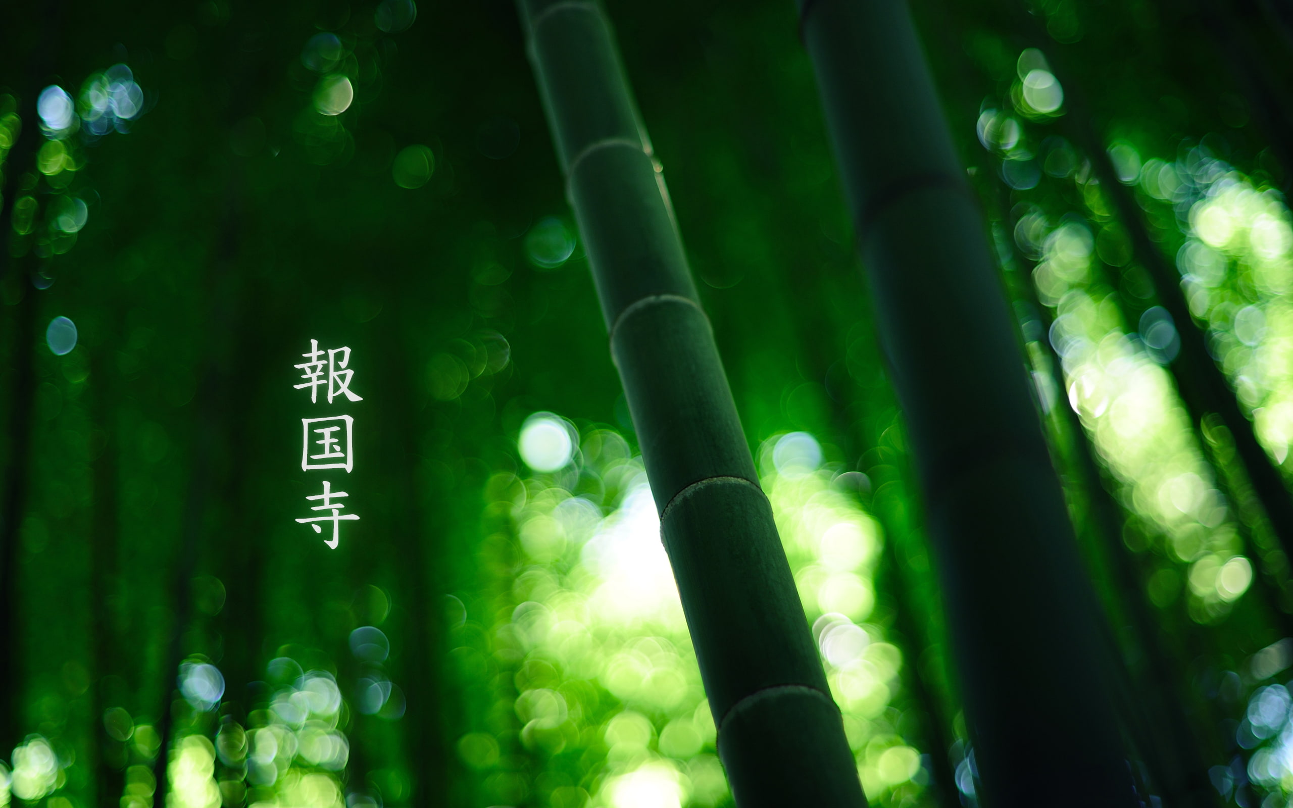 leaves, plants, 2K, bamboo, HD Wallpaper