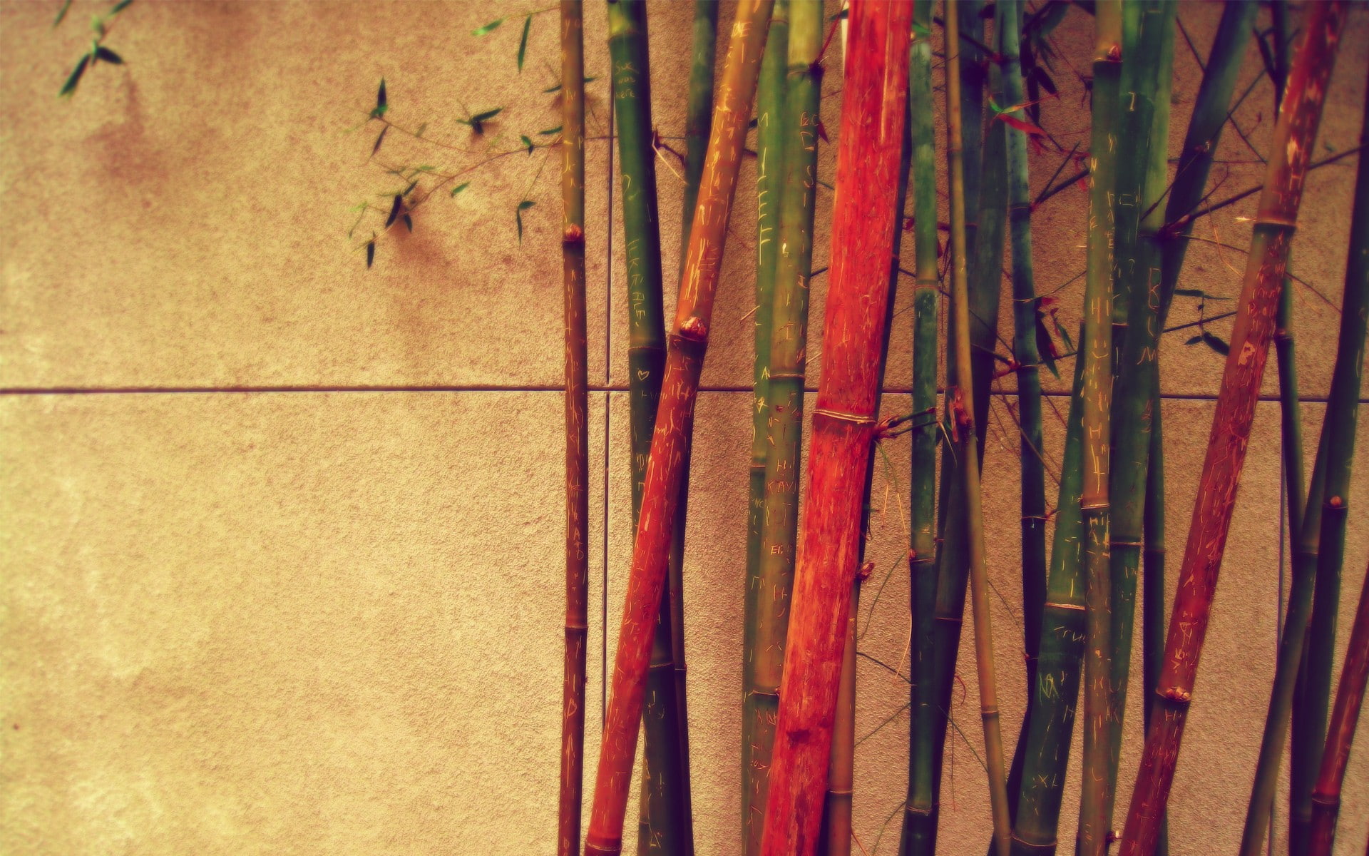 1080P, bamboo, wall, colorful, plants, HD Wallpaper