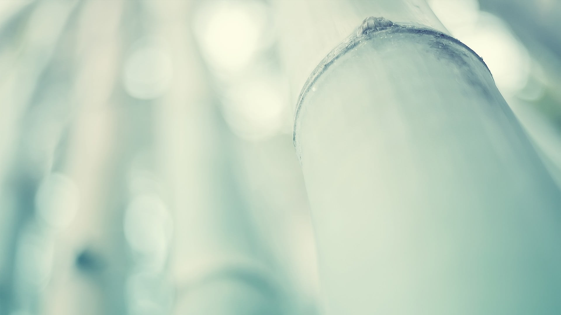 depth of field, vulnerability, 1080P, purity, blue, fragility, cold temperature, defocused, beauty in nature, water, bamboo, macro, no People, growth, HD Wallpaper