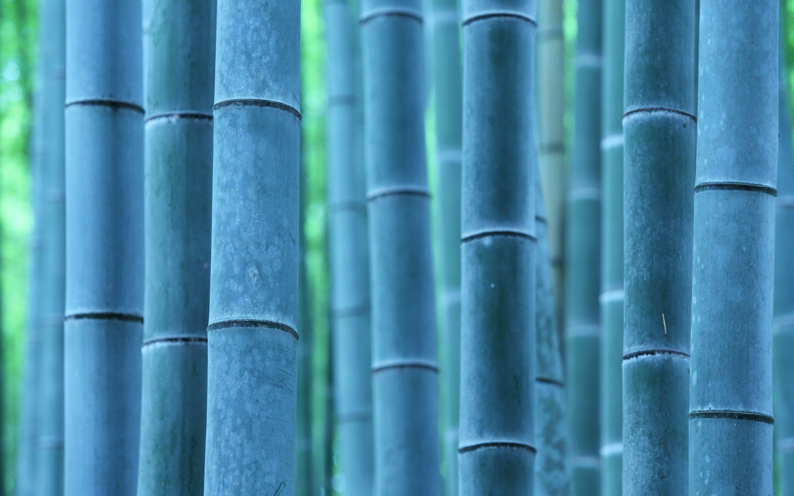 nature, trees, photography, bamboo, 2K, plants, HD Wallpaper