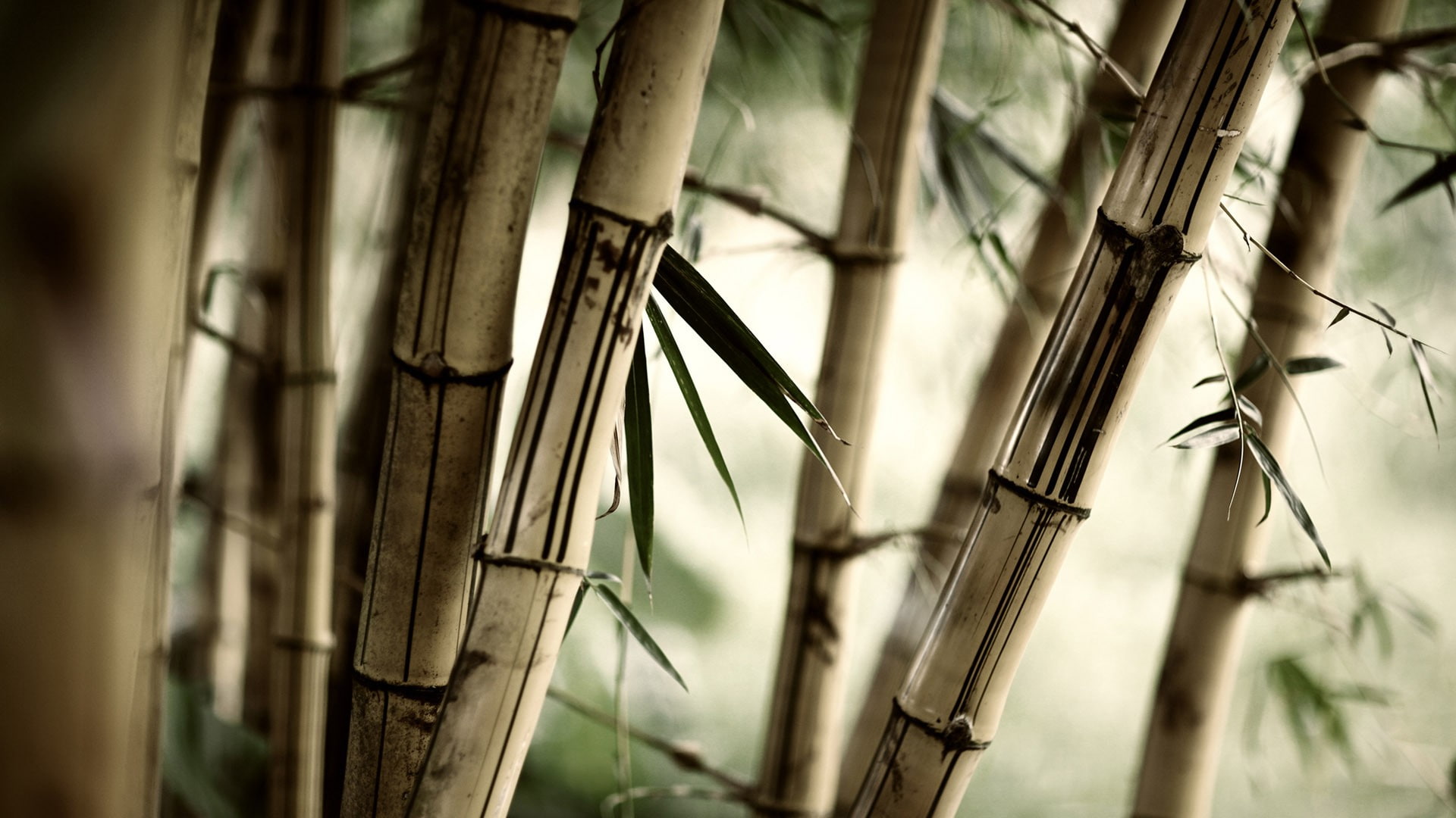 blurred, depth of field, 1080P, bamboo, plants, photography, trees, brown, HD Wallpaper