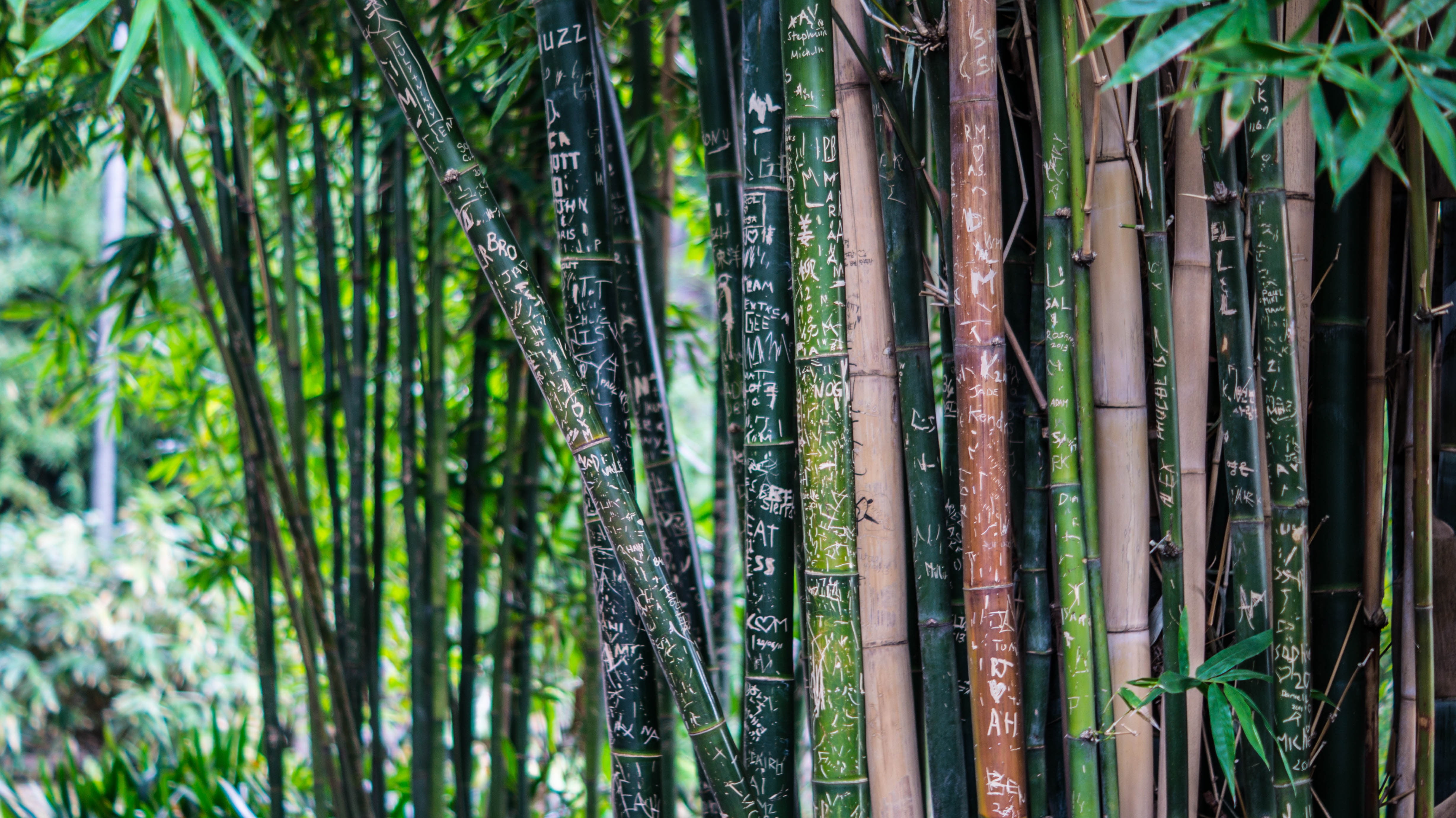 tropical Climate, focus on foreground, 4K, inscriptions, stem, branch, bamboo Leaf, bamboo - Plant, plant part, growth, day, nature, tropical Rainforest, HD Wallpaper