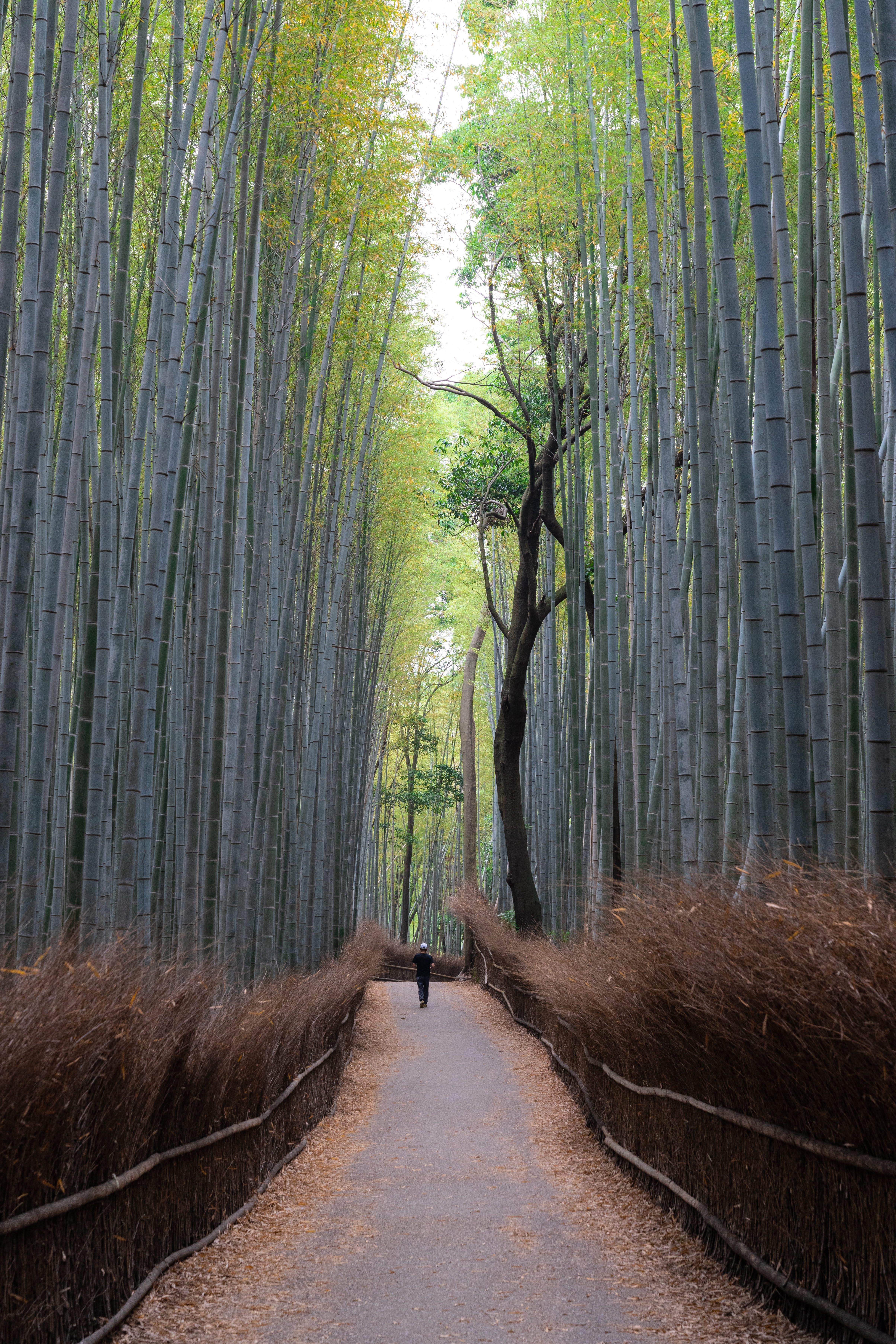 flora, dirt road, arashiyama bamboo forest, direction, diminishing perspective, pathway, real people, bamboo grove, outdoors, 5K, tree, the way forward, Phone HD Wallpaper