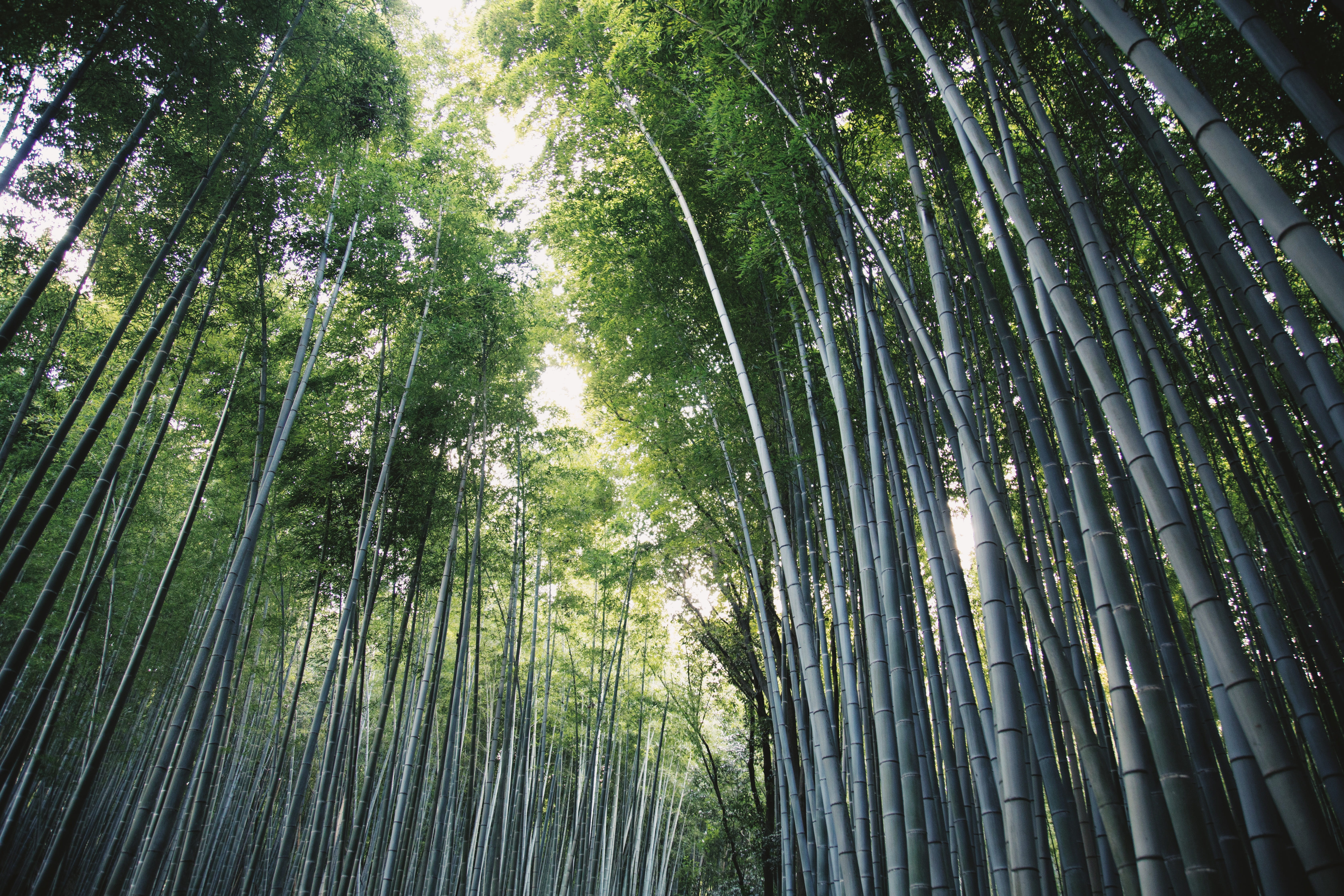 land, sunlight, bamboo, bamboo grove, growth, low angle view, plant, beauty in nature, 5K, scenics - nature, arashiyama bamboo grove, tree canopy, day, HD Wallpaper