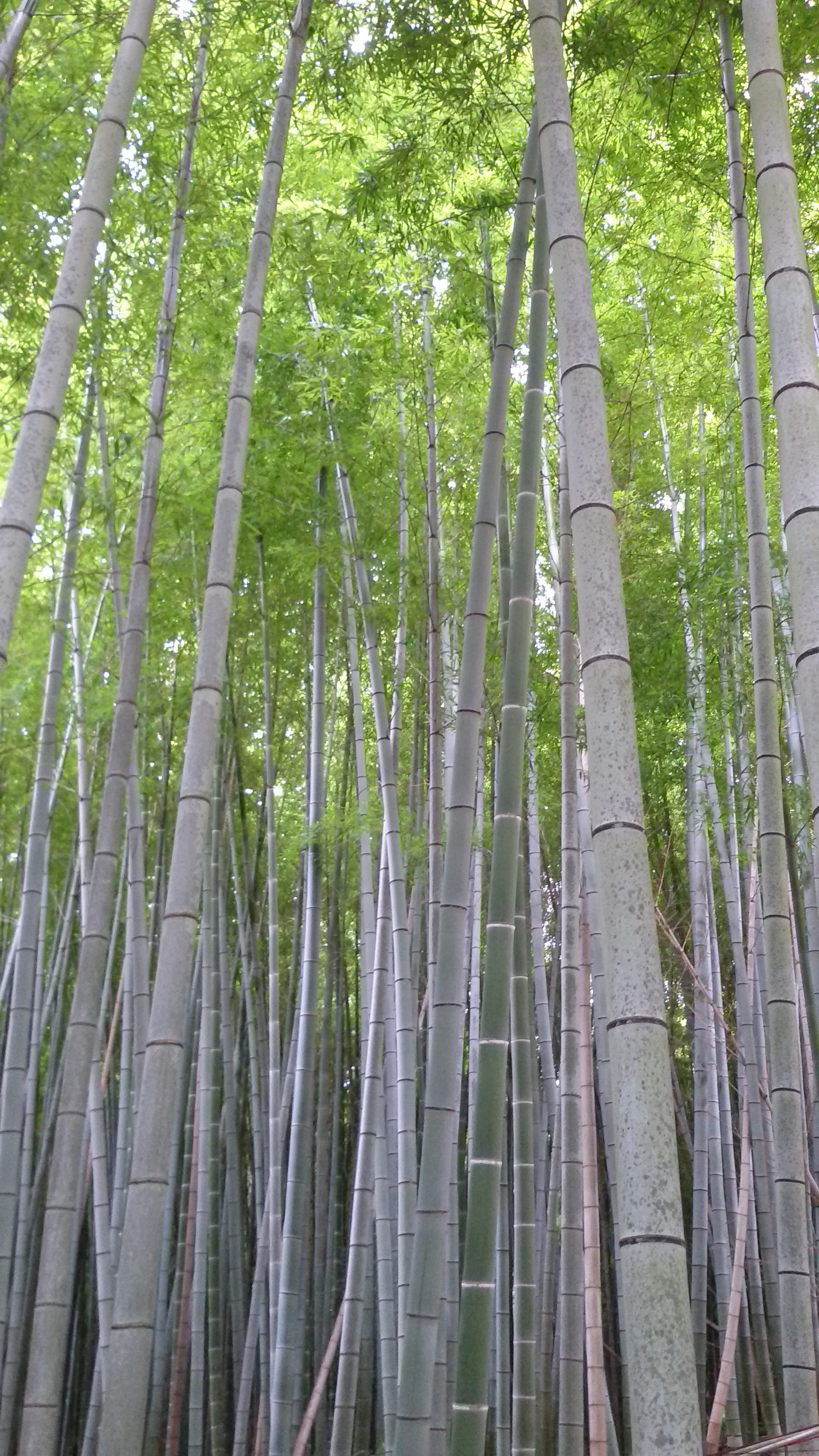 tree, leaf, 2K, Nature, bamboo Grove, Trees, Forest, Bamboo, asia, bamboo - Plant, tree trunk, Japan, plant, branch, tranquil scene, exotic, low angle view, Phone HD Wallpaper