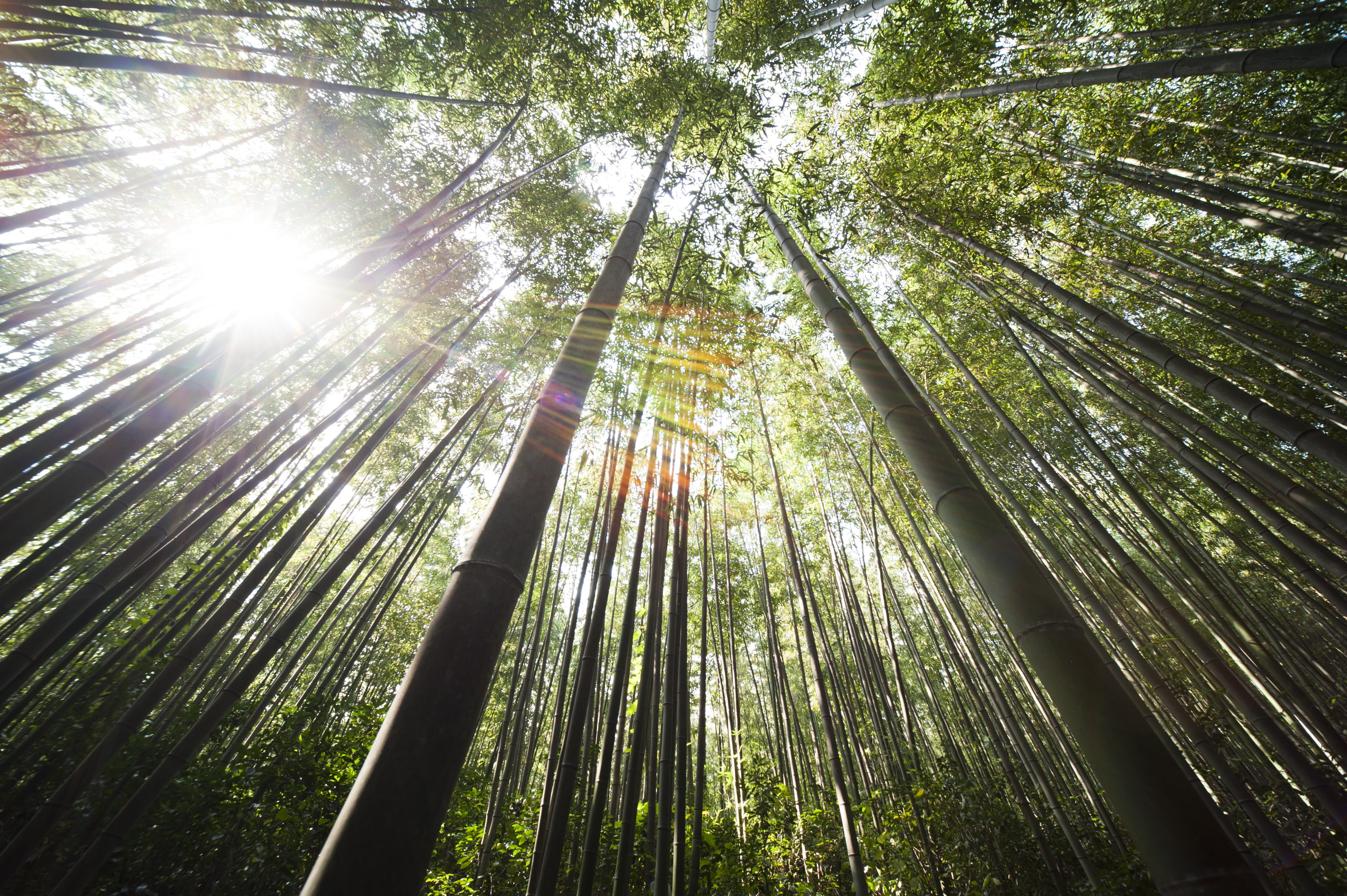 bamboo Grove, worms, low angle view, trees, lens flare, day, tree, leaf, sunlight, arashiyama, no people, beauty in nature, eye, tranquility, rainforest, HD Wallpaper