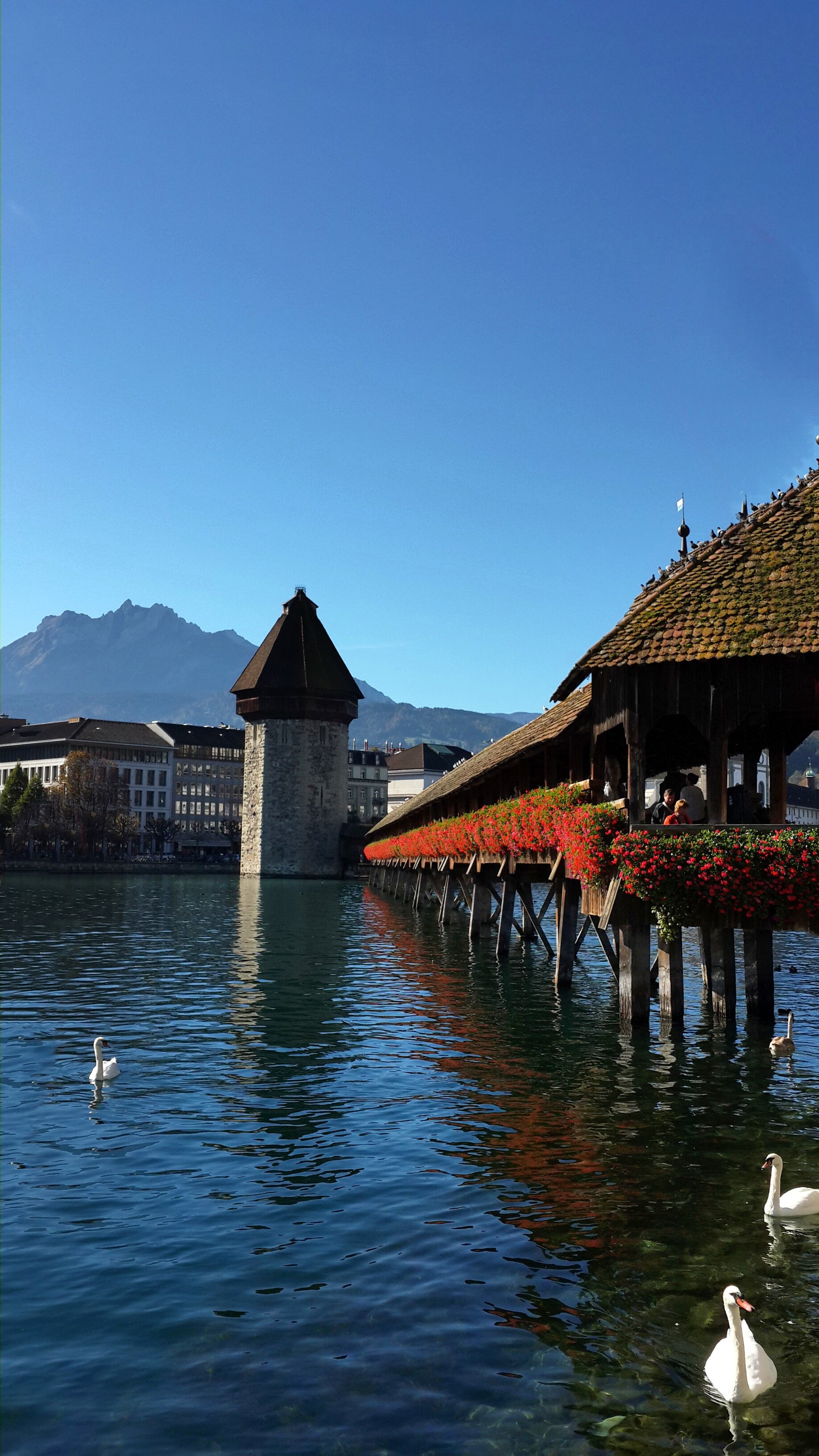 day, group of animals, lucern, architecture, no people, swiss, blue, animals in the wild, water, bird, copy space, outdoors, vertebrate, bridge, nature, Phone HD Wallpaper