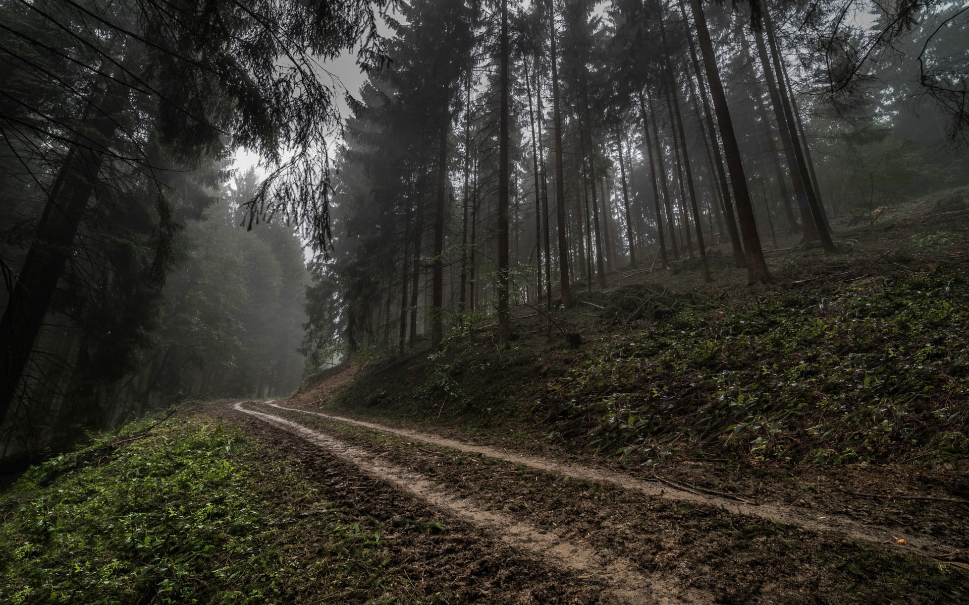 beauty in nature, Germany, woodland, growth, transportation, tree, land, hills, landscape, scenics - nature, tranquil scene, road, no people, 1080P, dark, HD Wallpaper