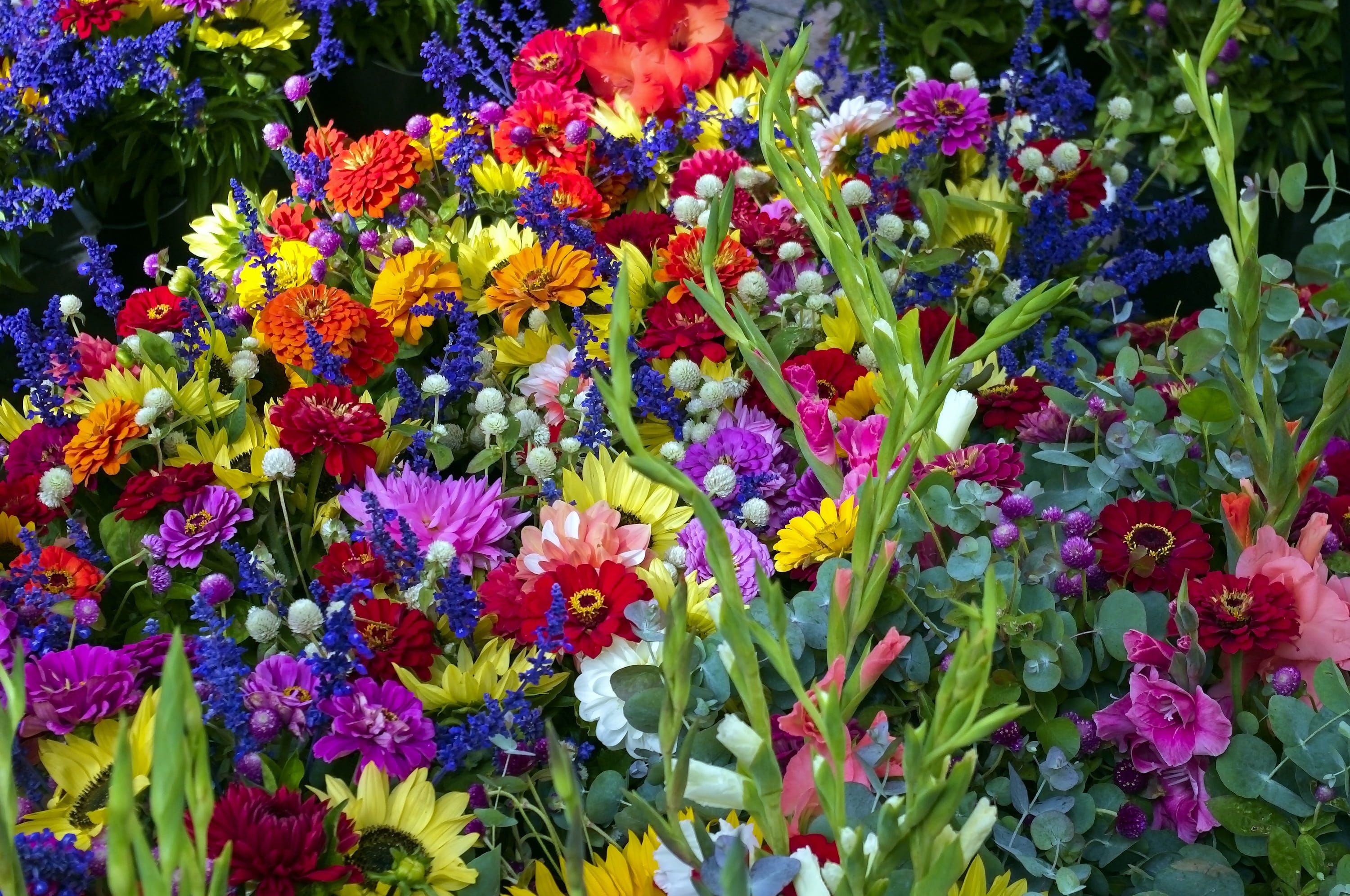no people, colorful, blossom, plant part, flowers, beauty in nature, choice, multi colored, flora, bloom, petals, freshness, yellow, madison, day, close-up, HD Wallpaper
