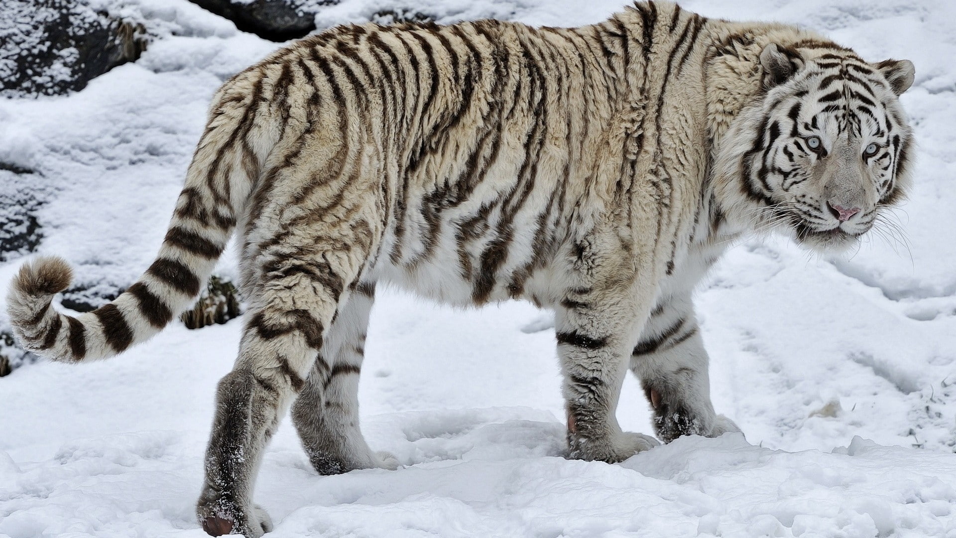 animal, cold temperature, white color, animals in the wild, walking, 1080P, winter, animal themes, one animal, feline, animal wildlife, snow, day, carnivora, HD Wallpaper