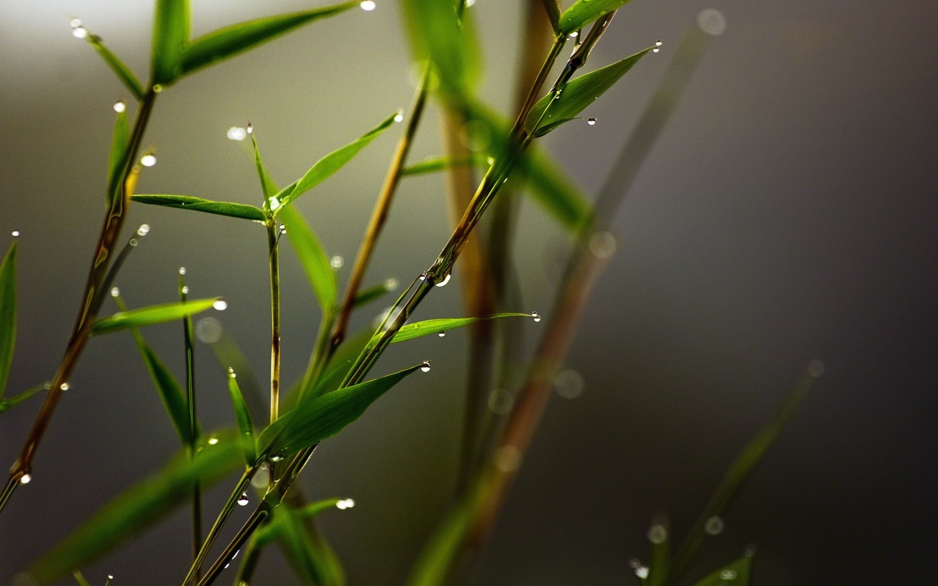 leaves, nature, plants, closeup, blurred, macro, bamboo, 1080P, water drops, HD Wallpaper