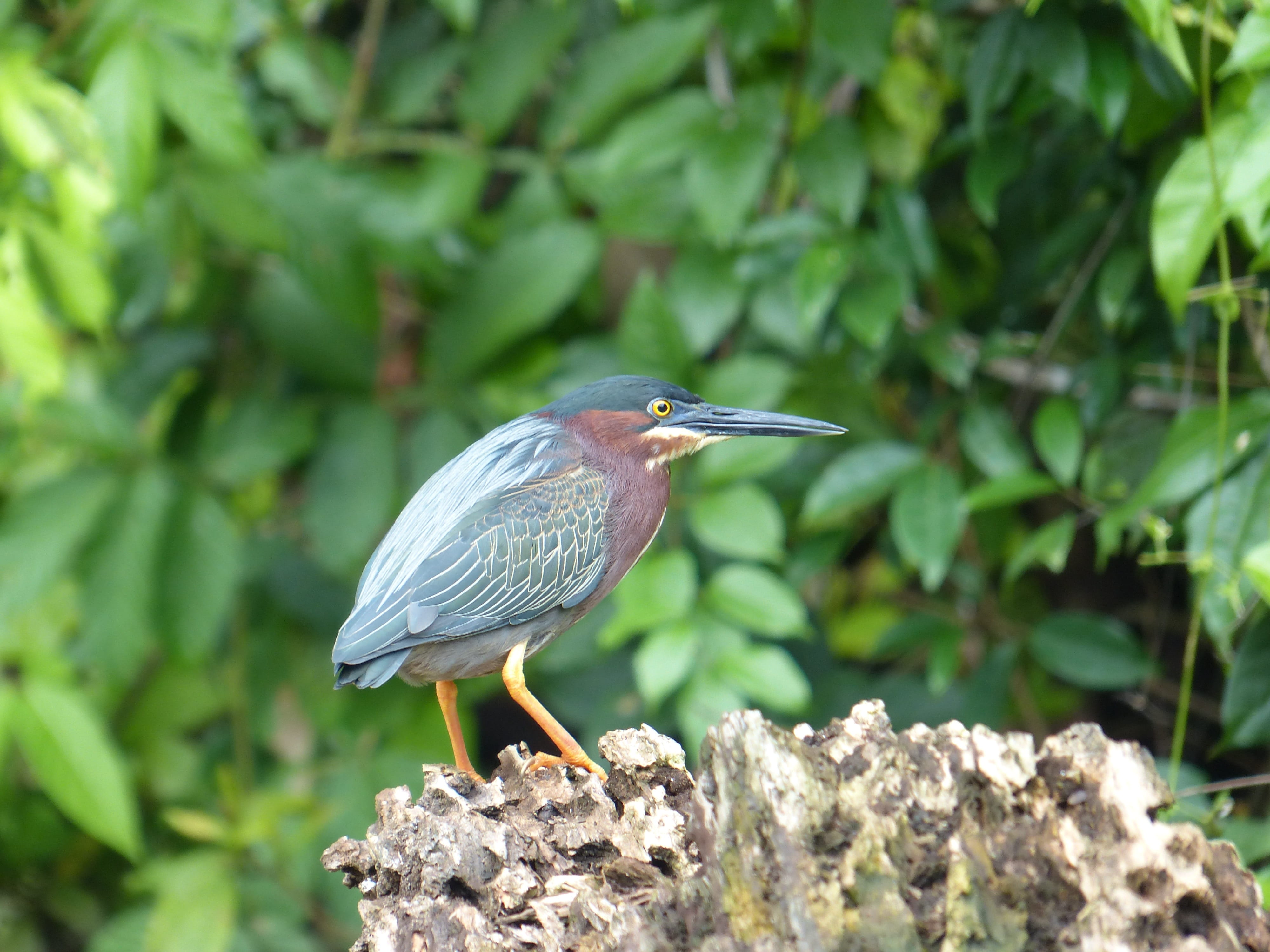 sit, tree, Green Heron, tortuguero, bill, vertebrate, no people, rainforest, green color, animal, quiet, plumage, perching, even virescens, national park, HD Wallpaper