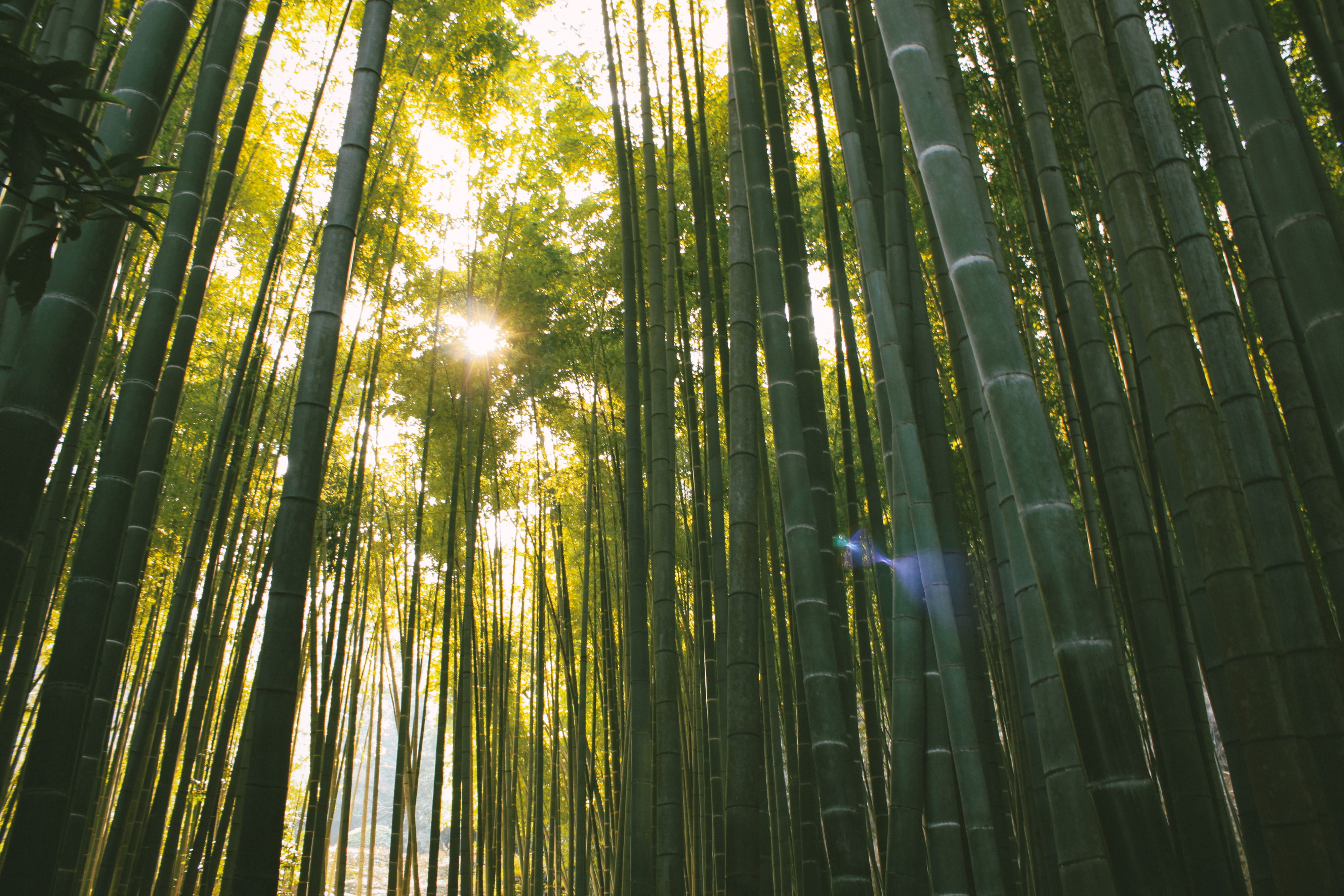 tall - high, light - Natural Phenomenon, leaf, growth, green Color, lush Foliage, outdoors, tranquility, no People, sunlight, tranquil scene, arashiyama, HD Wallpaper