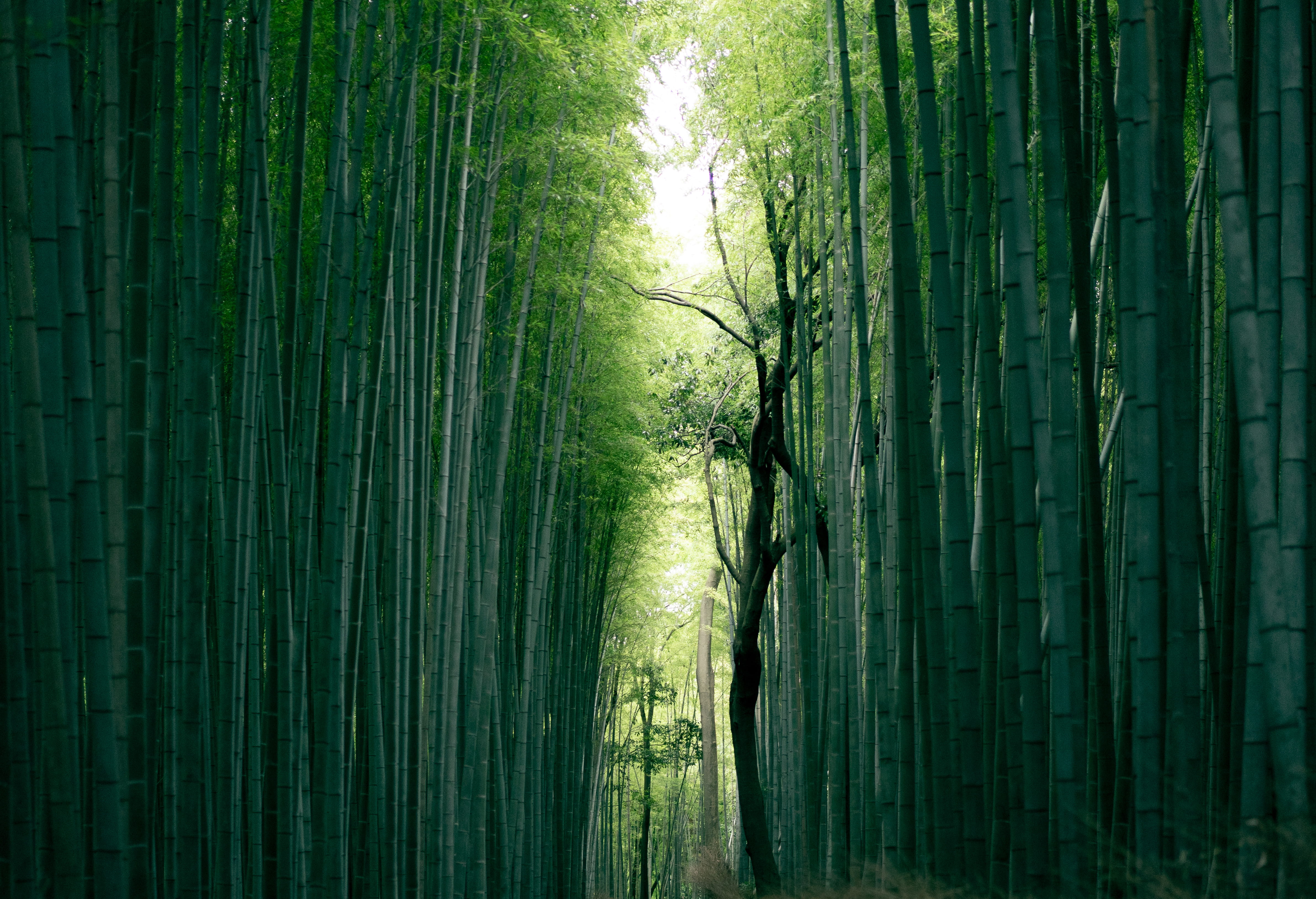 bamboo, green Color, tropical Rainforest, light - Natural Phenomenon, nature, tropical Climate, growth, 4K, bamboo Shoot, light, scenics, environment, HD Wallpaper