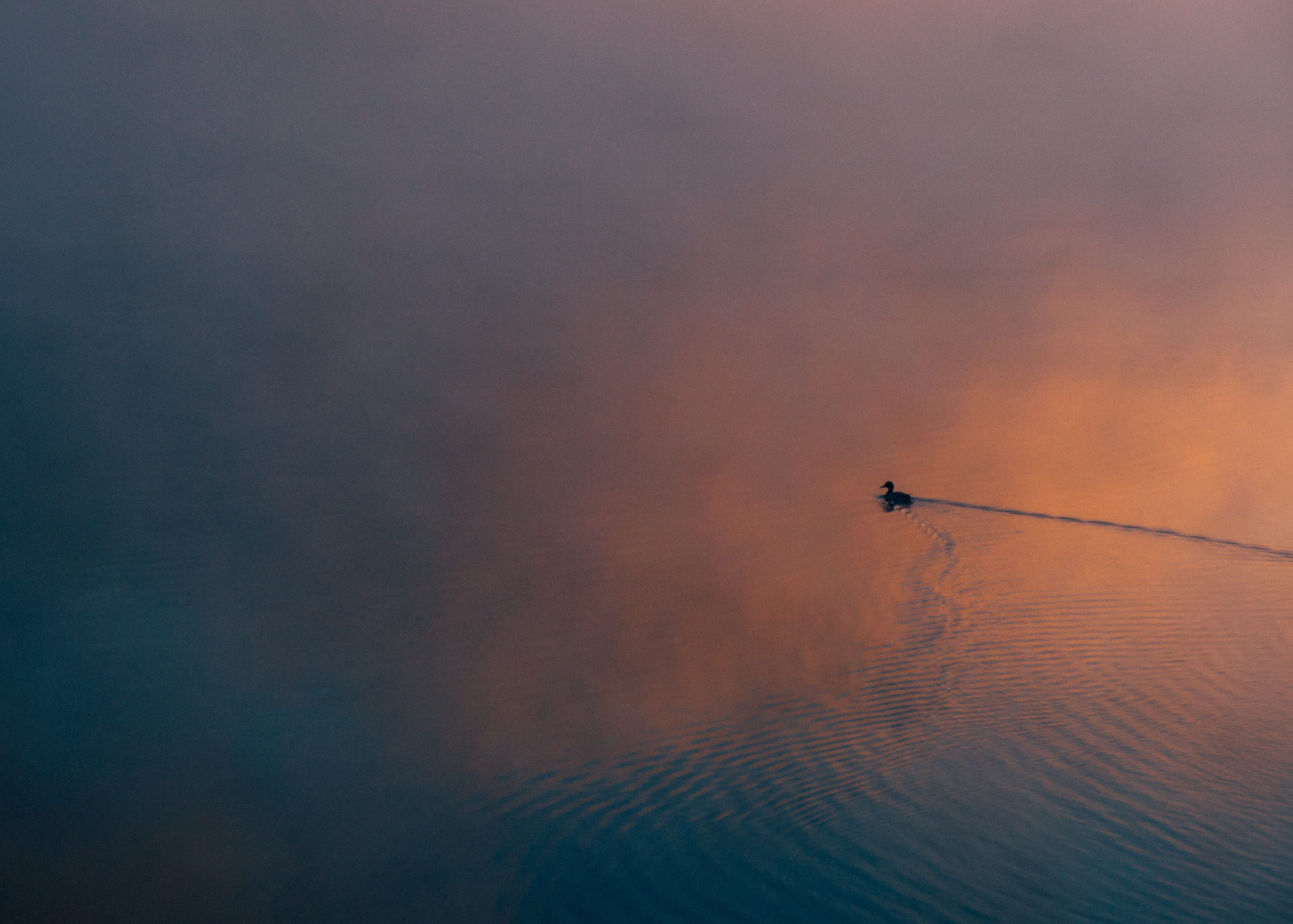 tranquil scene, nautical vessel, beauty in nature, outdoors, bird, nature, animal themes, sky, evening, cloud - sky, quiet, calm, water, silhouette, tranquility, HD Wallpaper